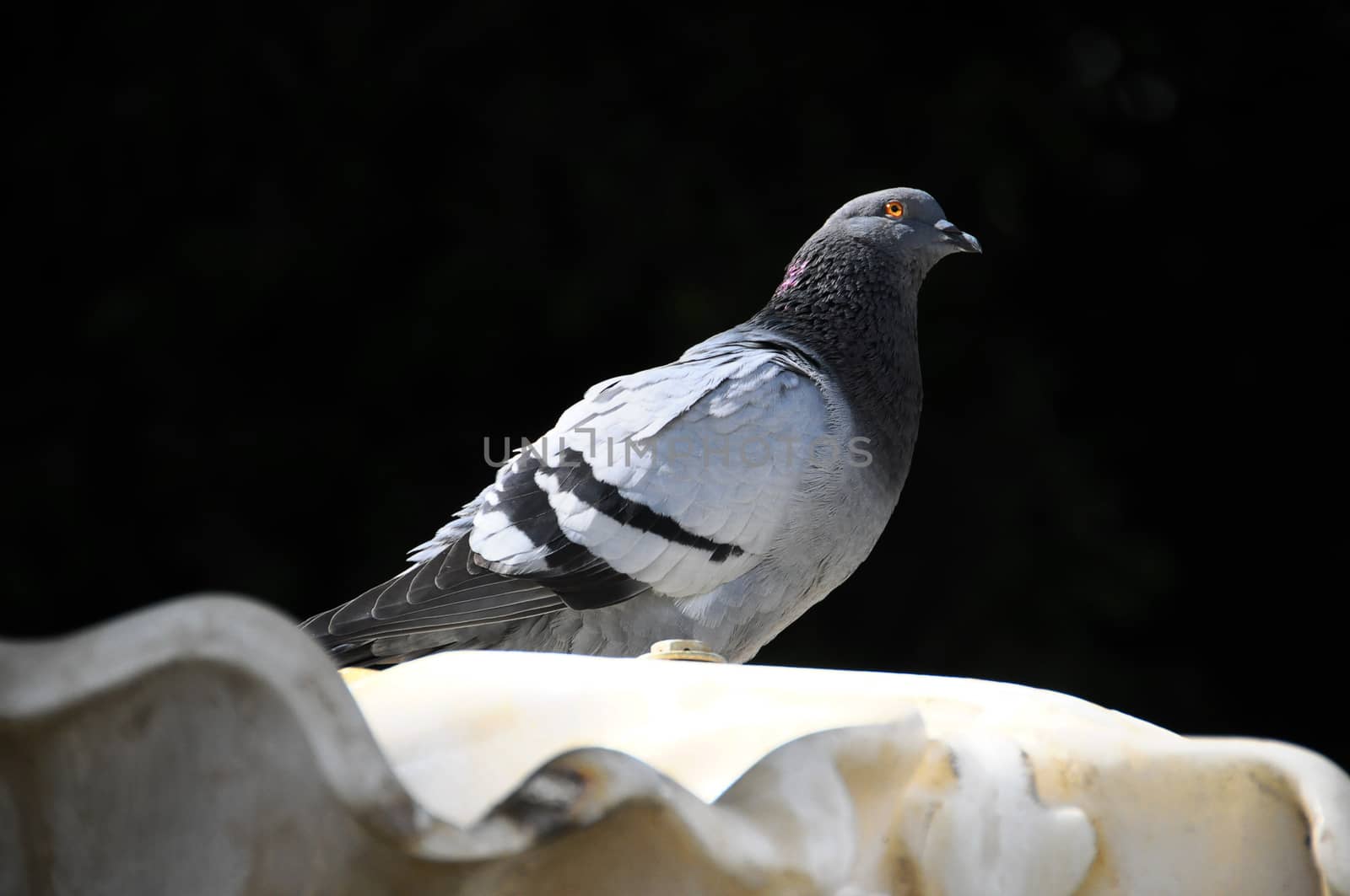 A Pigeon Standing on Marble Fountain