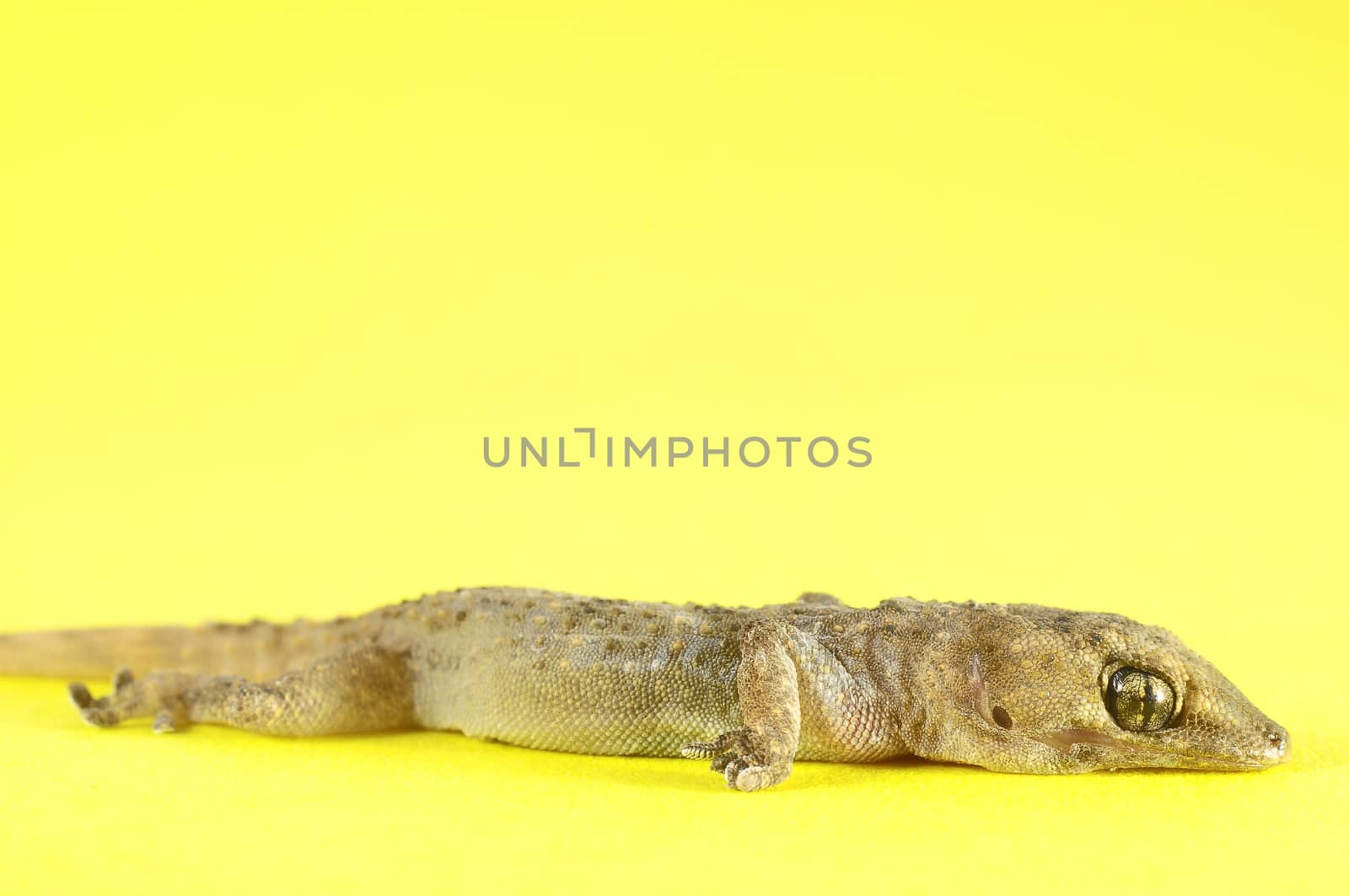 Gray Gecko Lizard by underworld