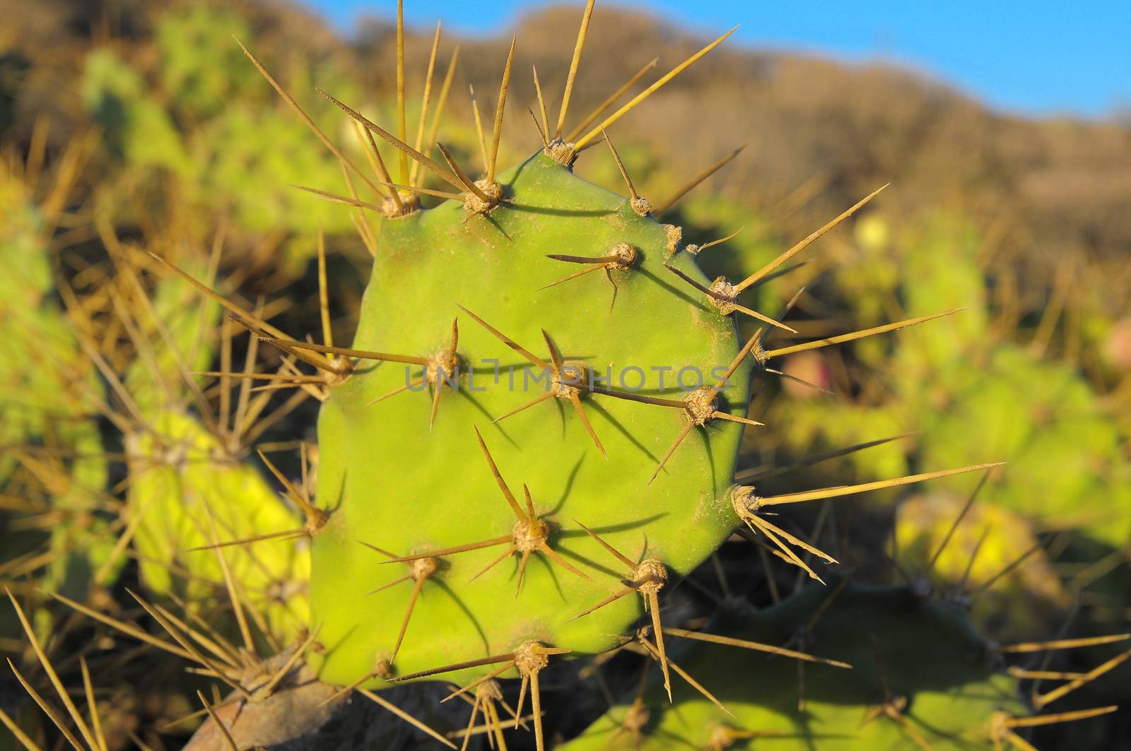 Green Prickly Pear Cactus Leaf in the Desert