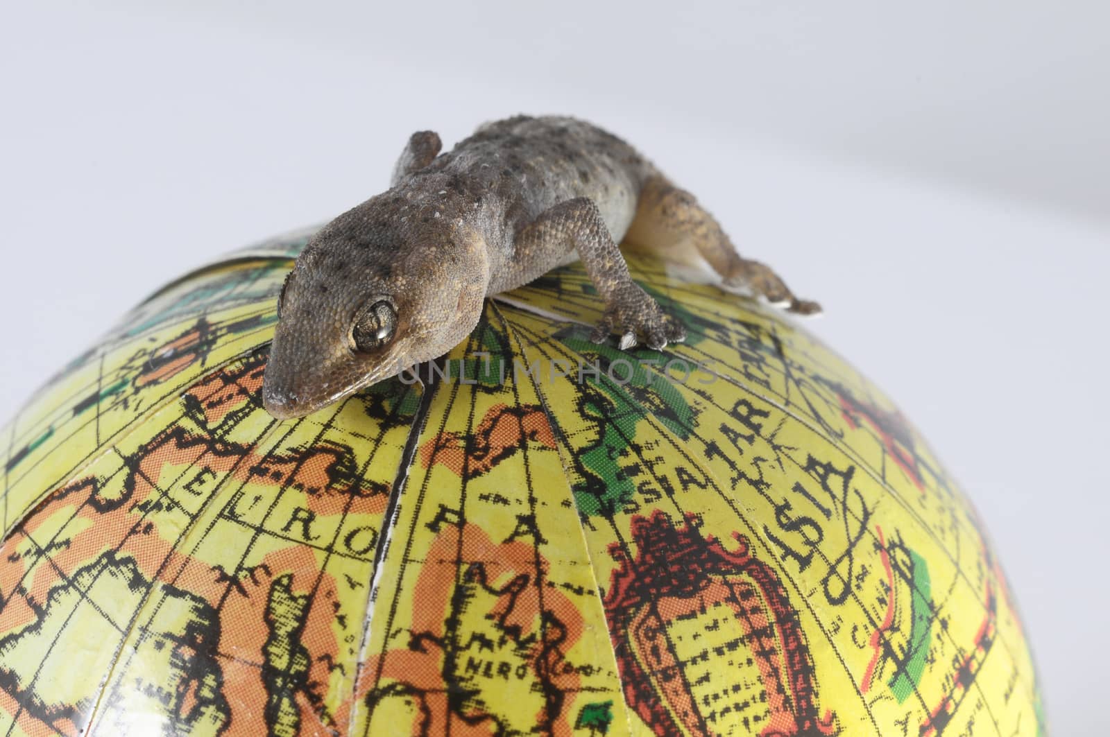 One Small Gecko Lizard and Globe on a White Background