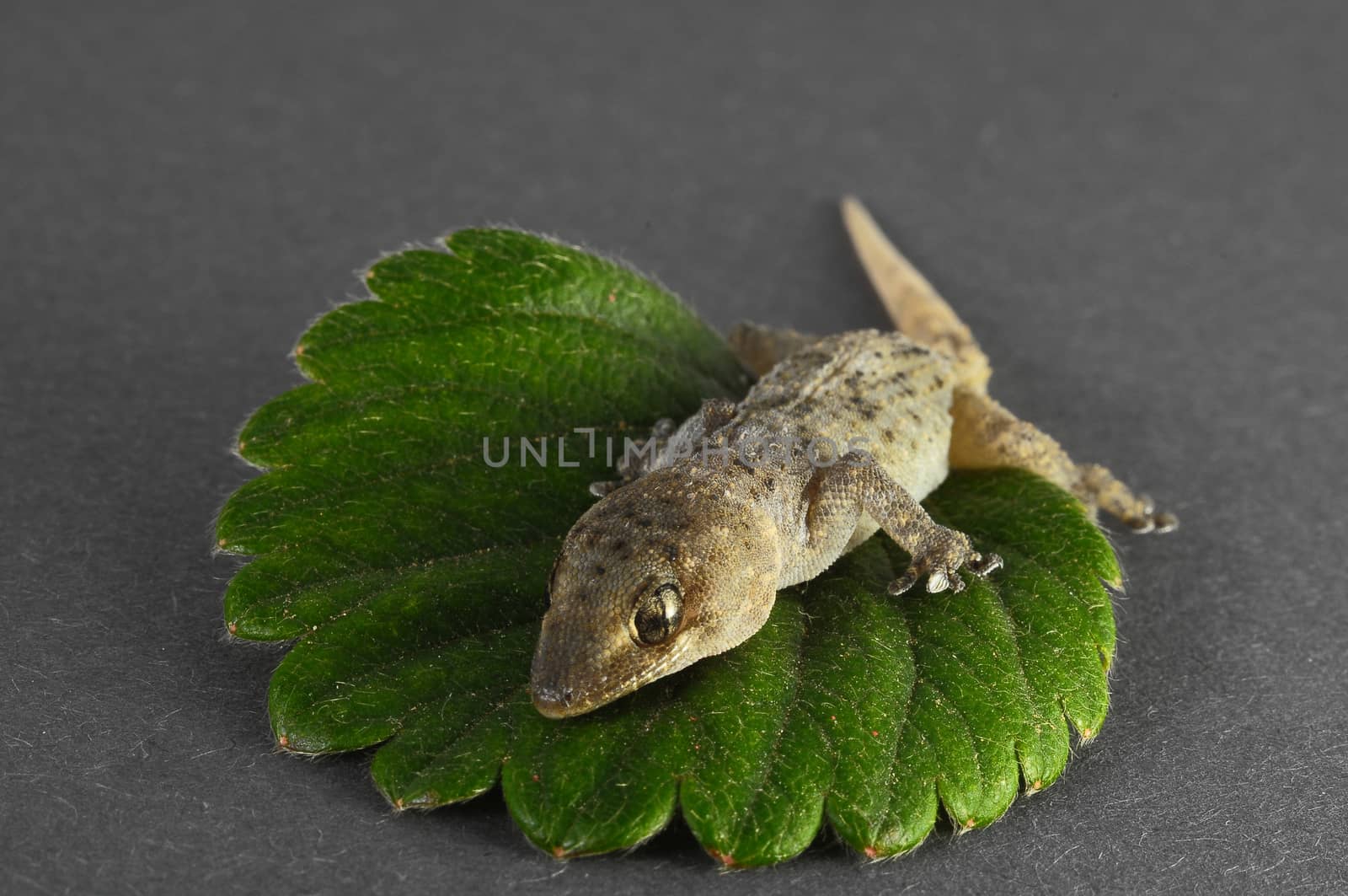 One Small Gecko Lizard and Green Leaf on a Colored Background