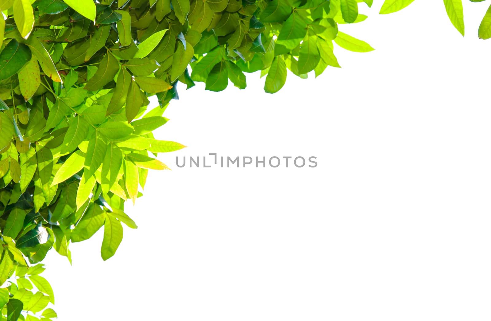 green leaves isolated by aoo3771