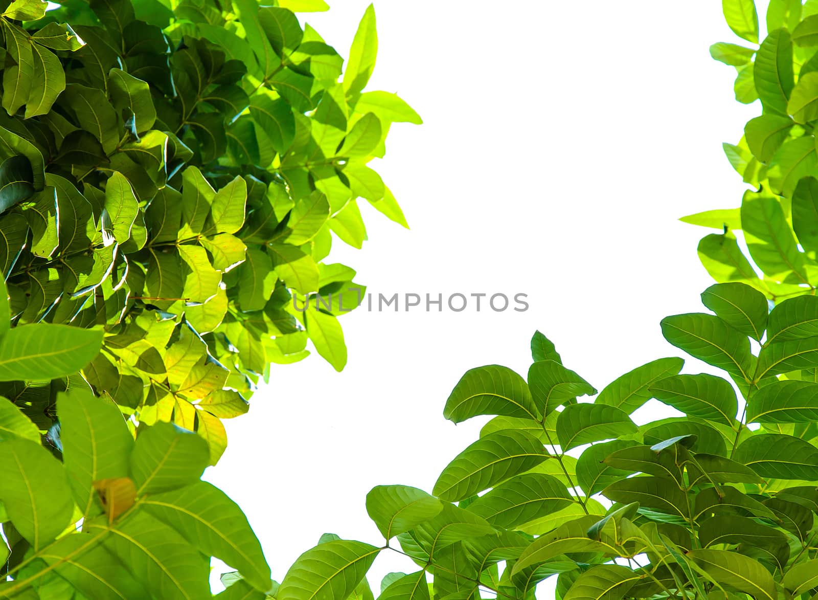 green leaves isolated by aoo3771