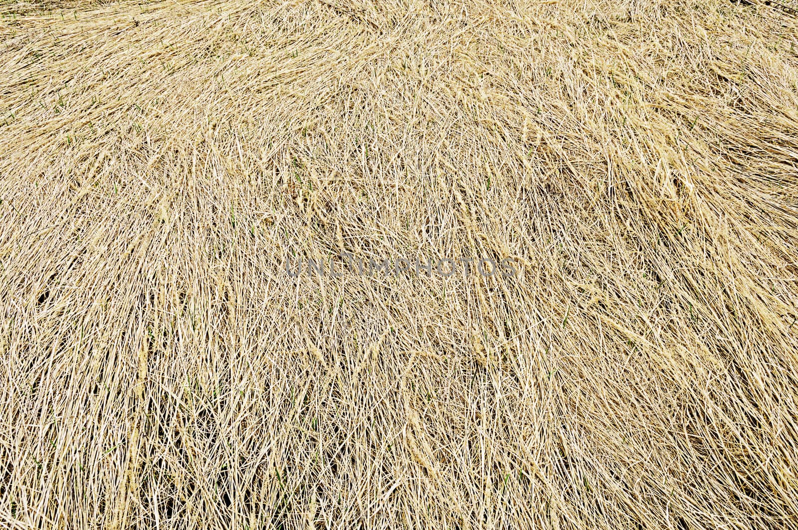 Background of yellow hay on the meadow