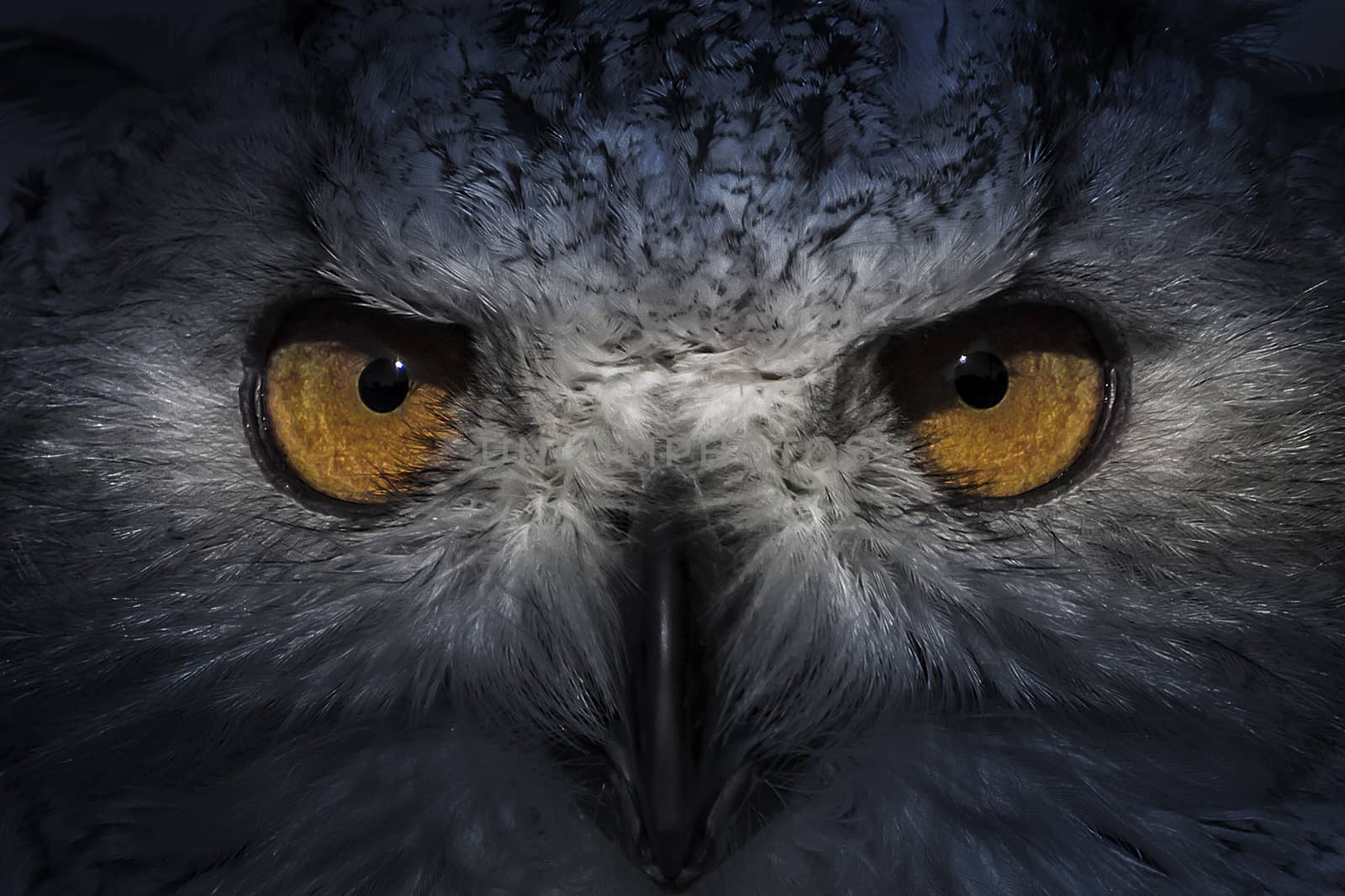 ecology, eagle owl, detail of head, lovely plumage by FernandoCortes