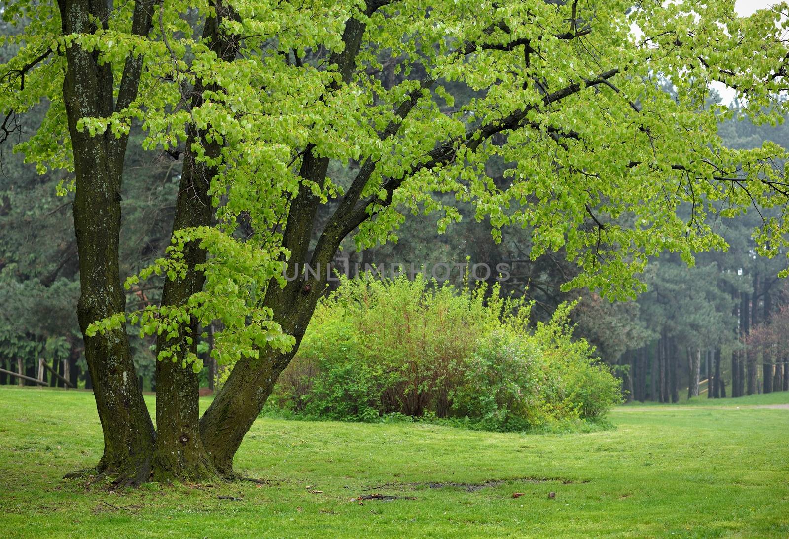 Big Linden Tree in Park with Early Spring Green Leaves