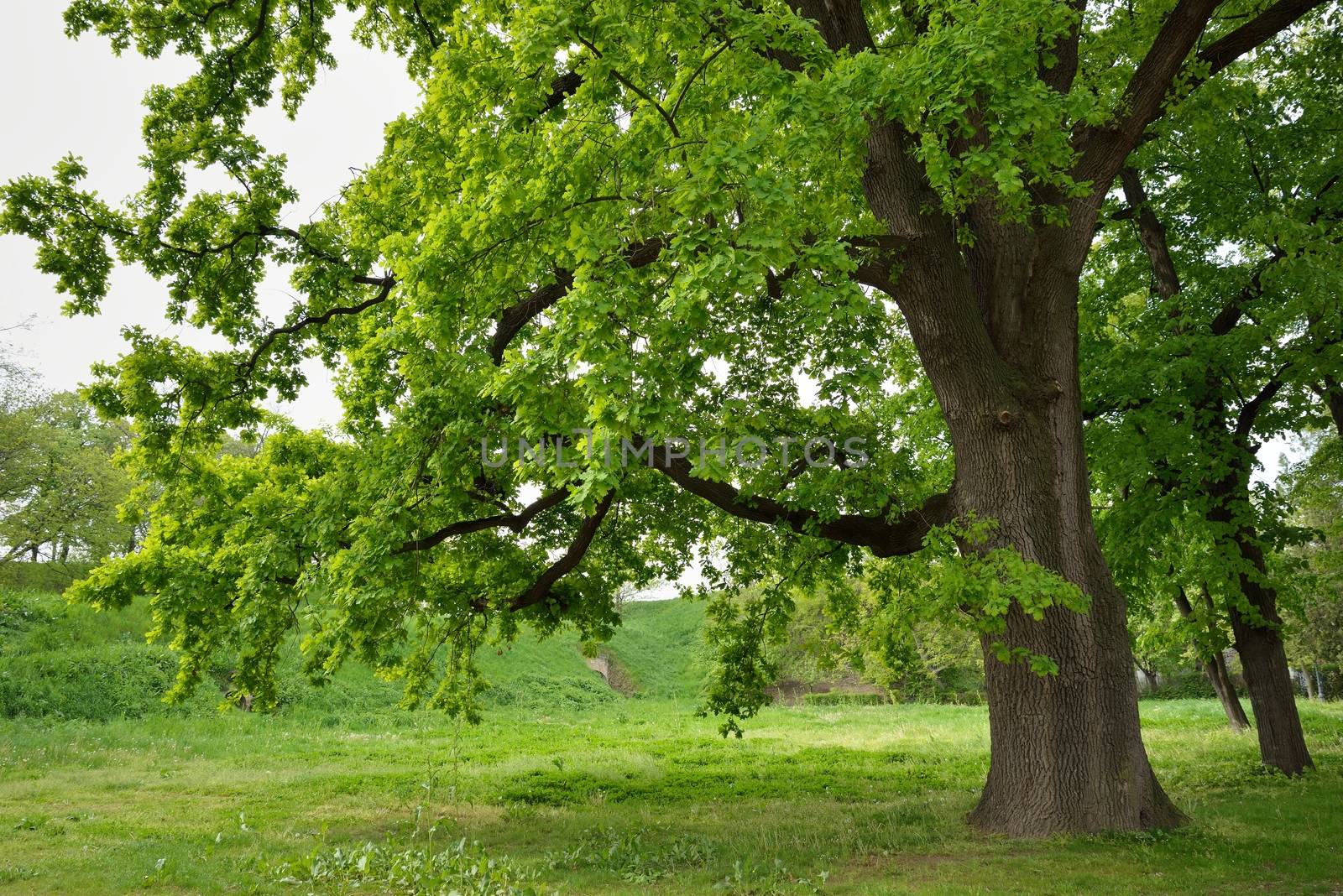 Oak Tree in Park by zagart36