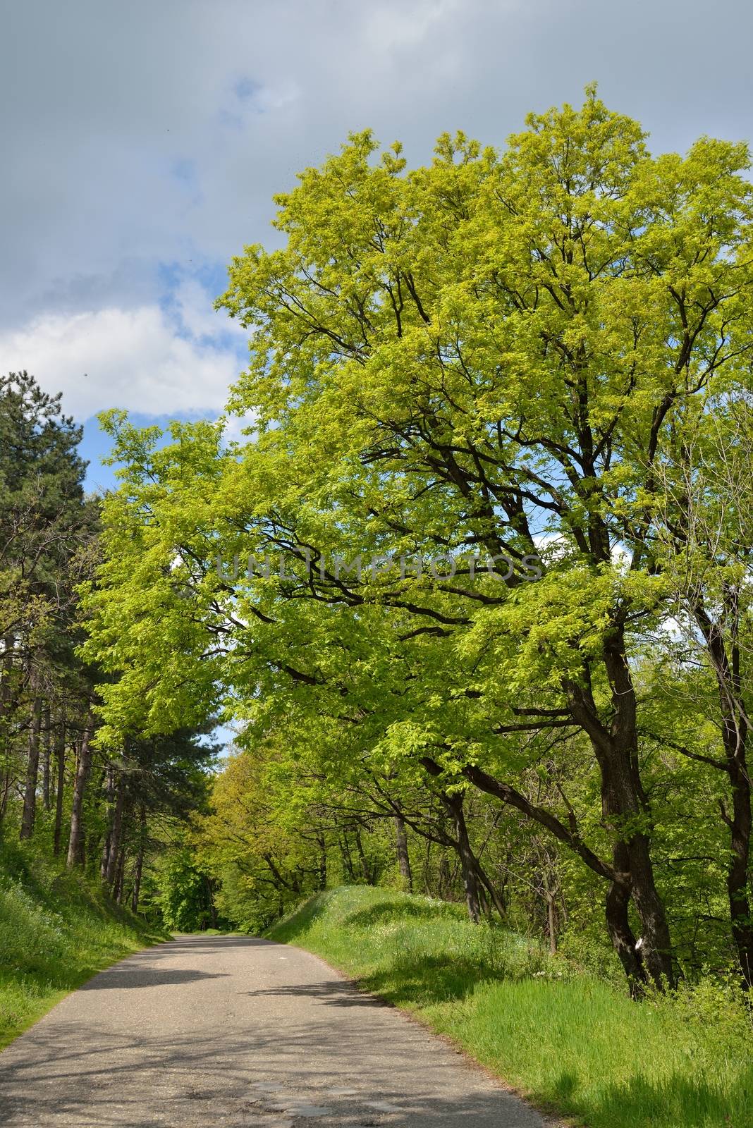 Road in Forest with Early spring Green Trees