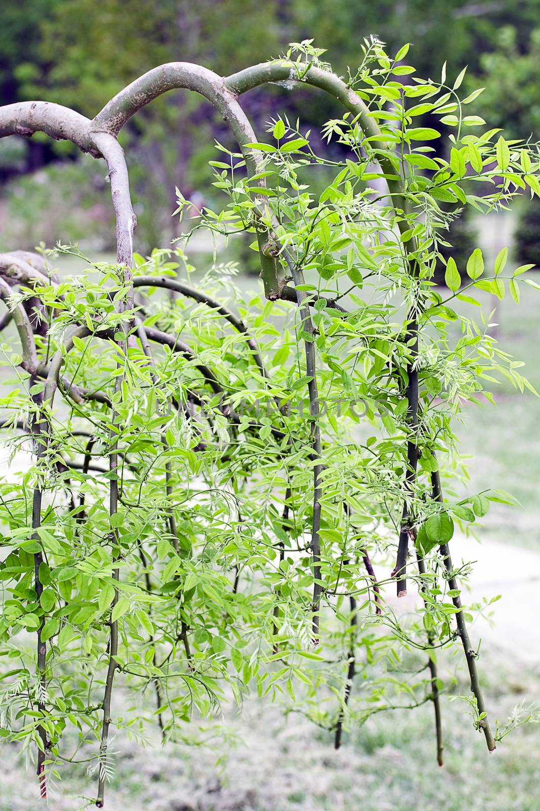 cultured weeping tree with green leaves gently