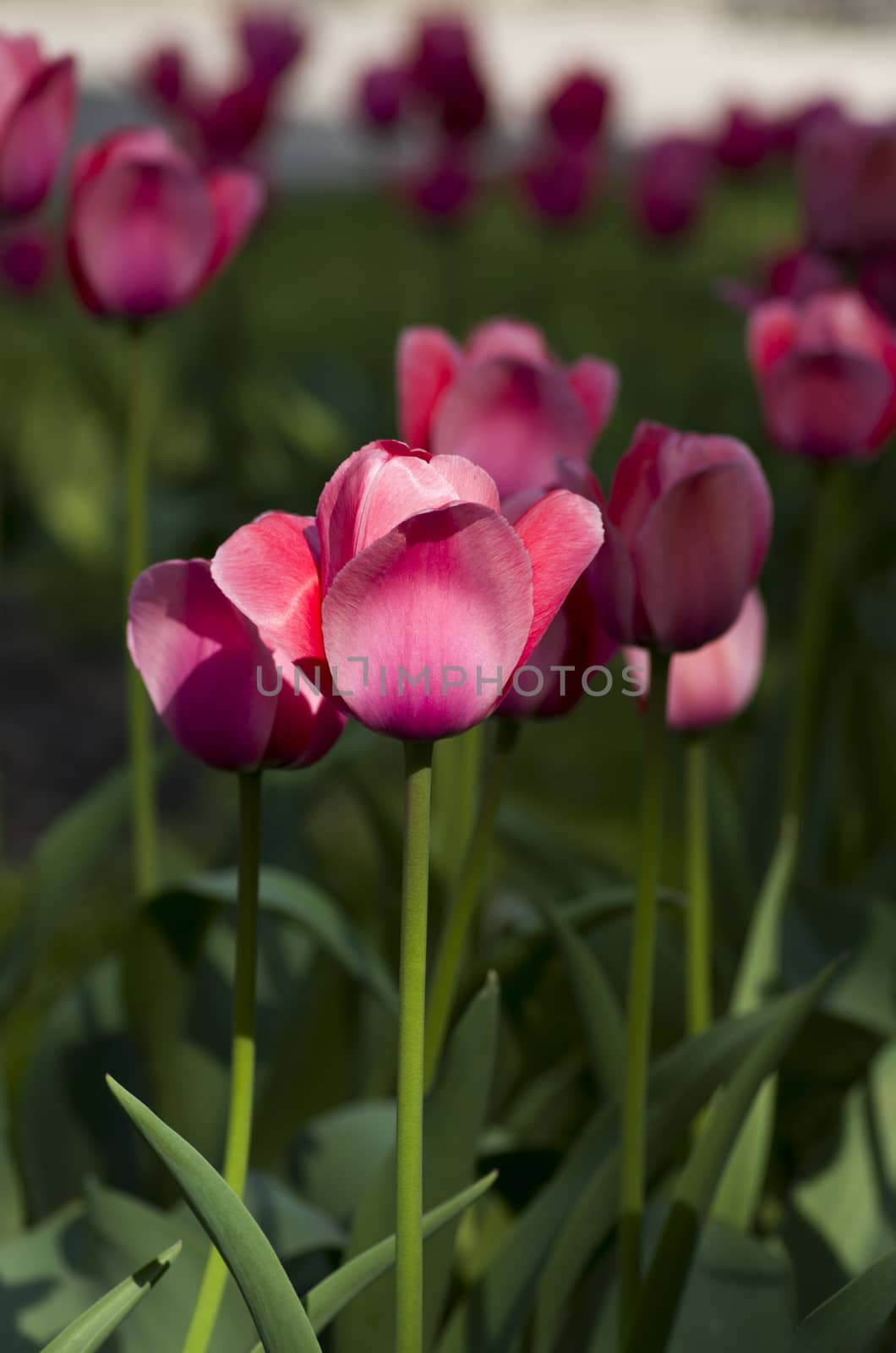 Spring background with tulips