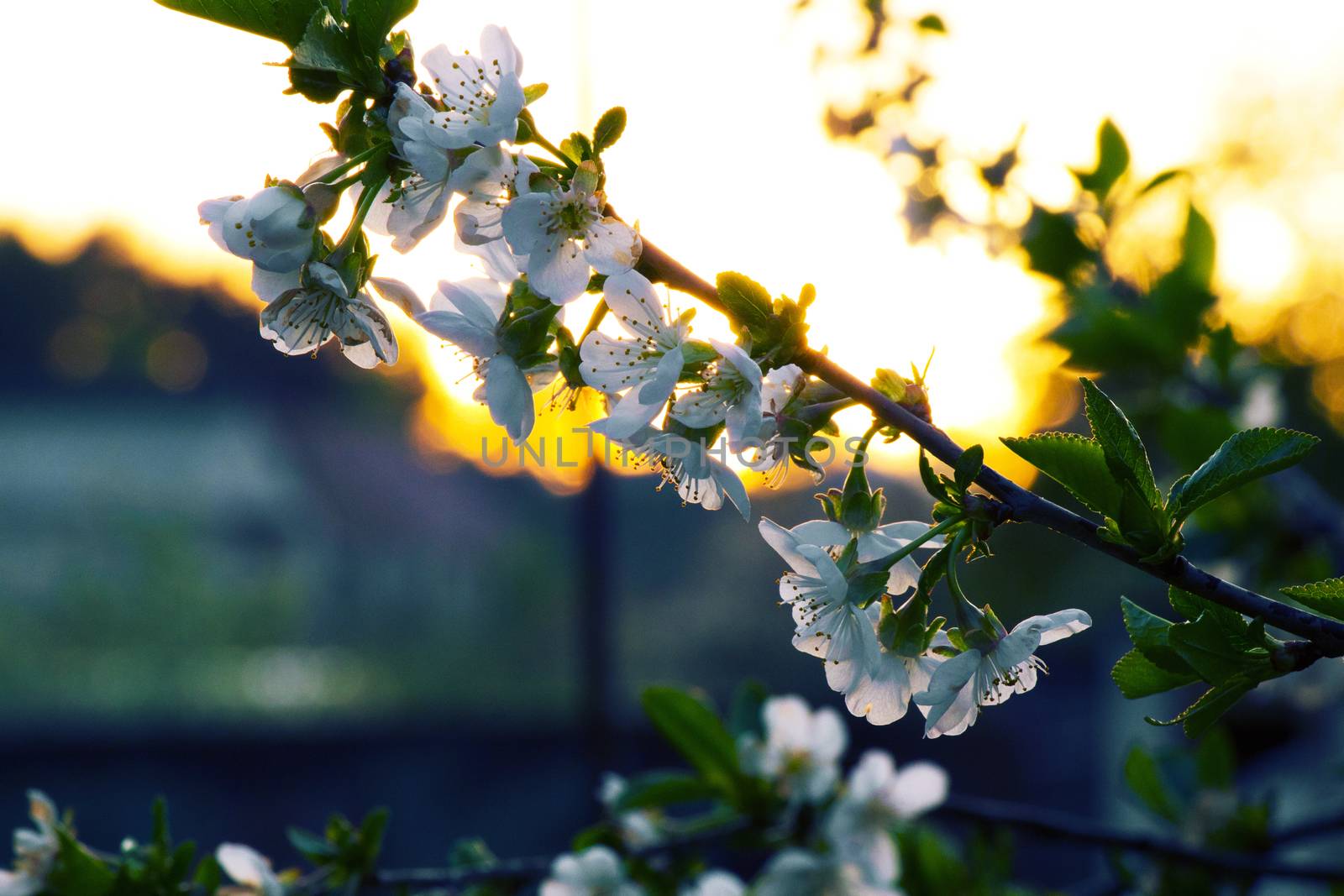 Photo of beautiful cherry blossom, abstract natural background, fine art, spring time season, apple blooming in evening, floral wallpaper, little white flowers on tree branch