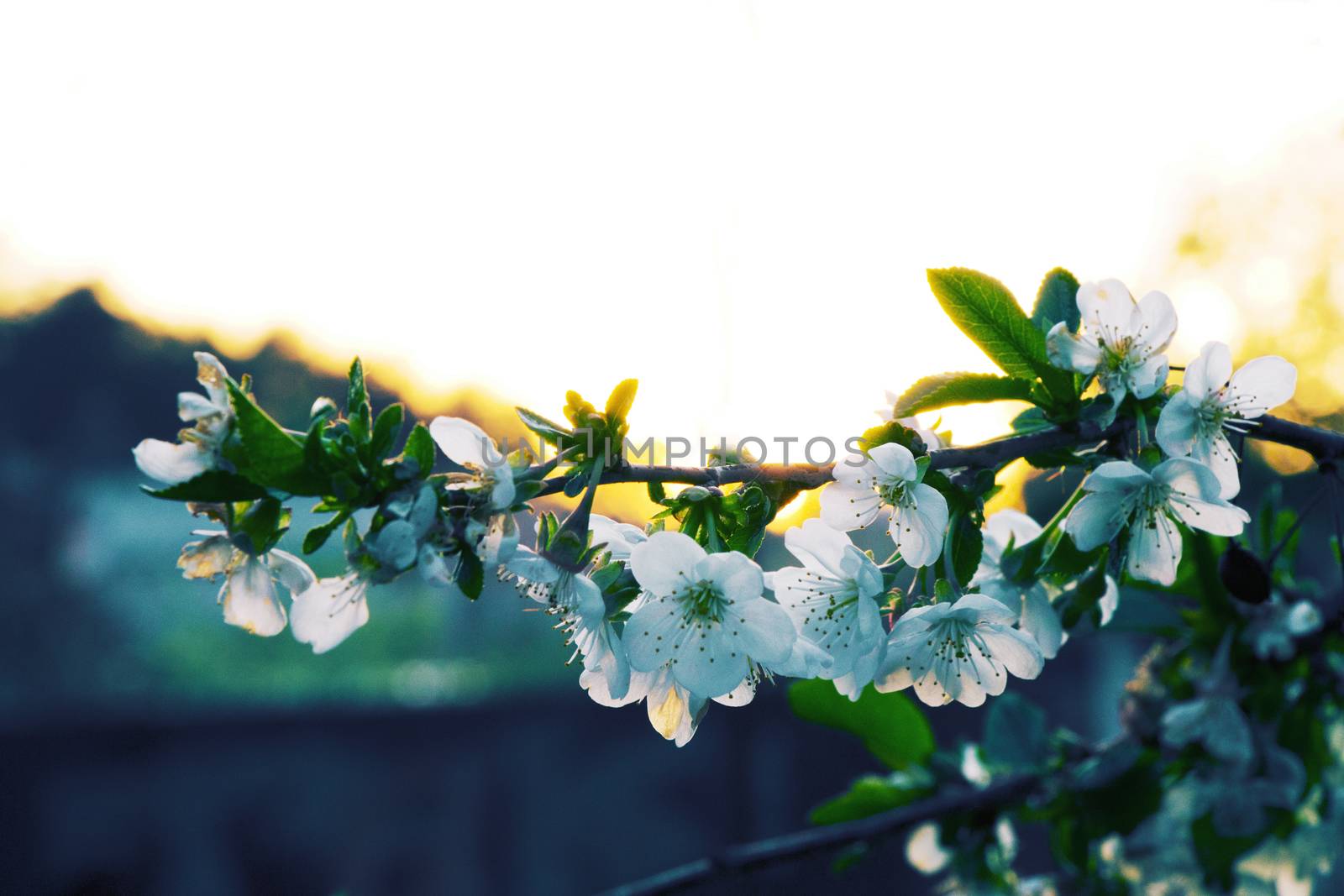 Photo of beautiful cherry blossom, abstract natural background by vitaliygrebenuk@gmail.com