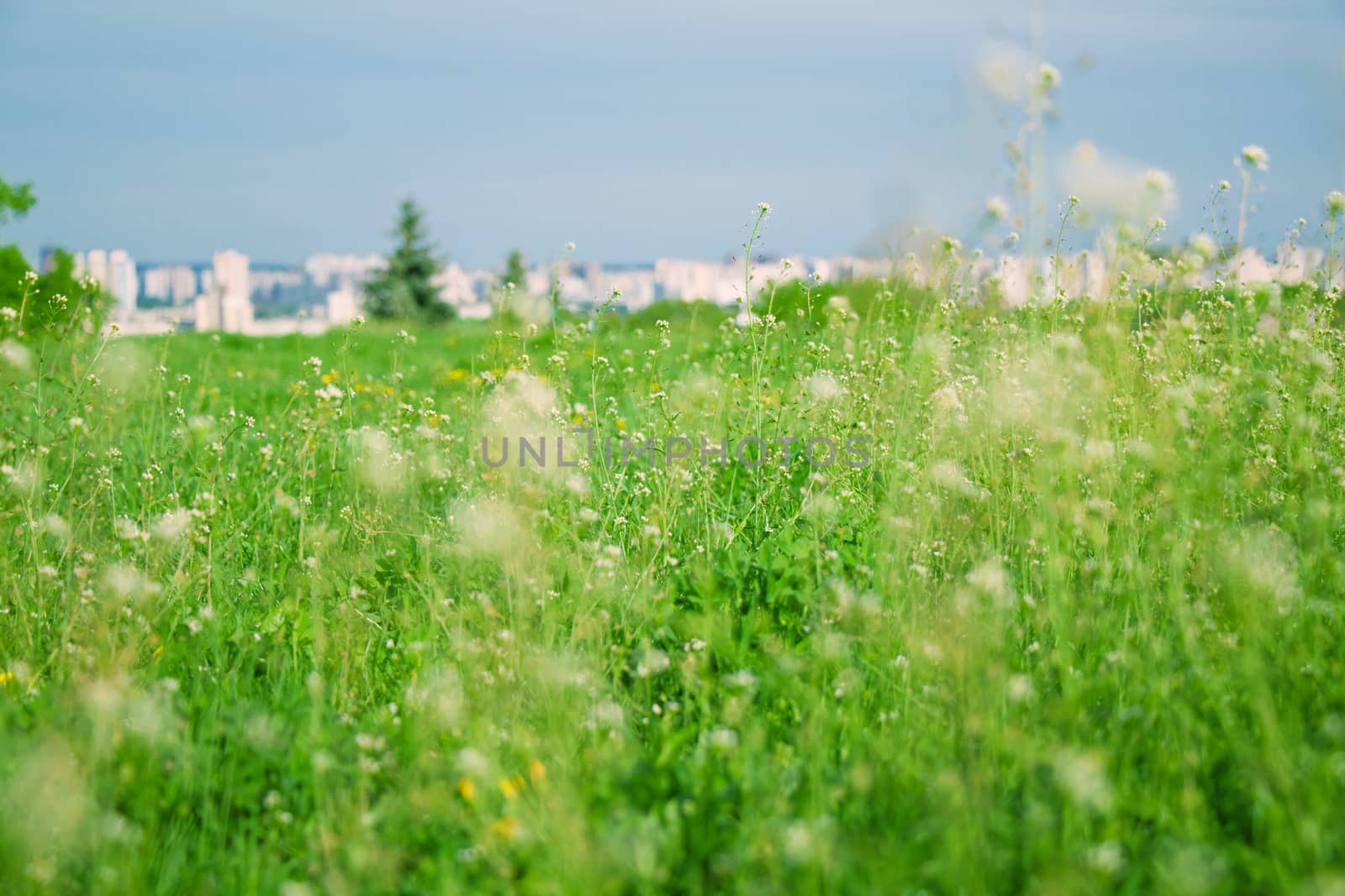 Colorful field and city with white wild flowers