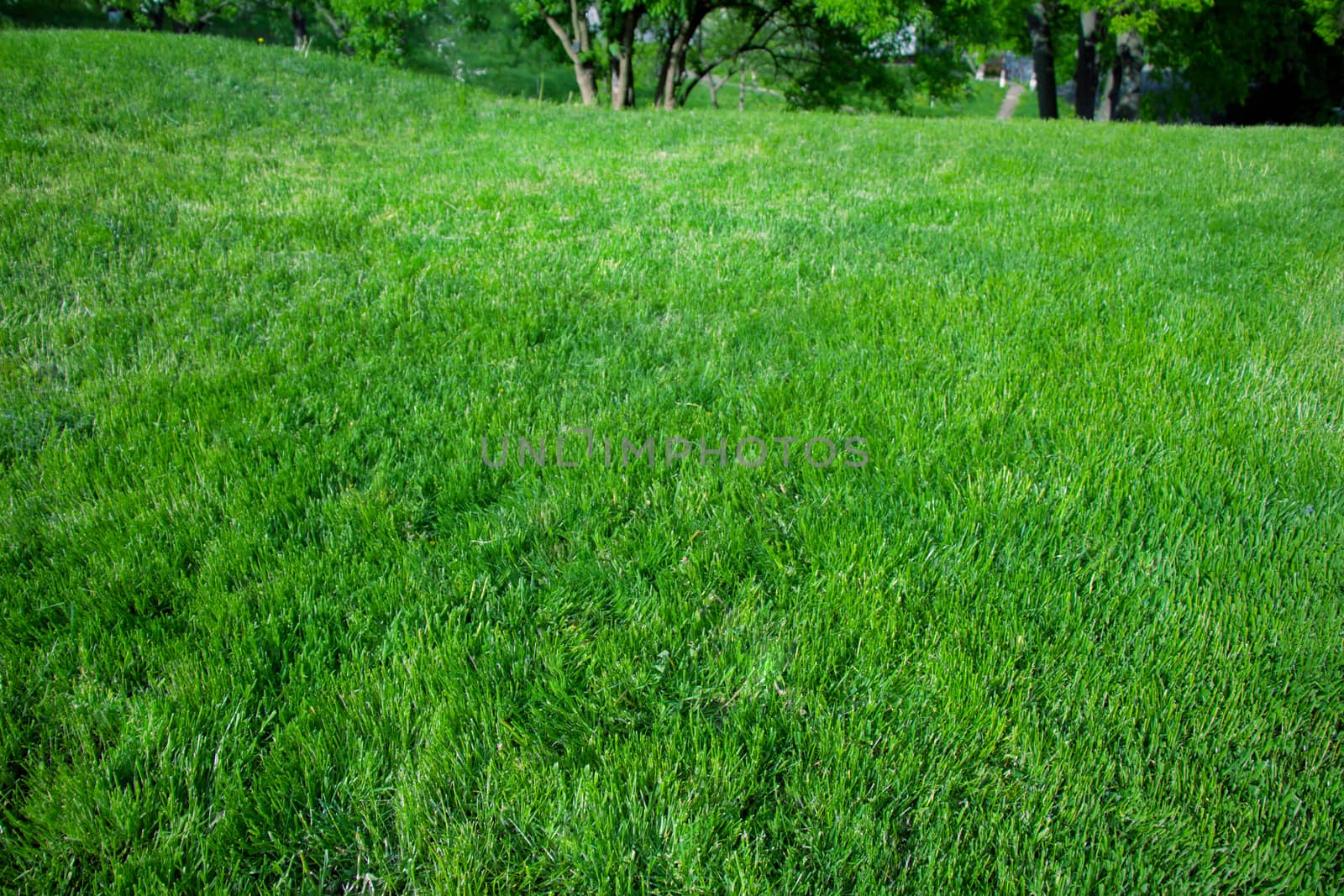 new spring green grass for background design