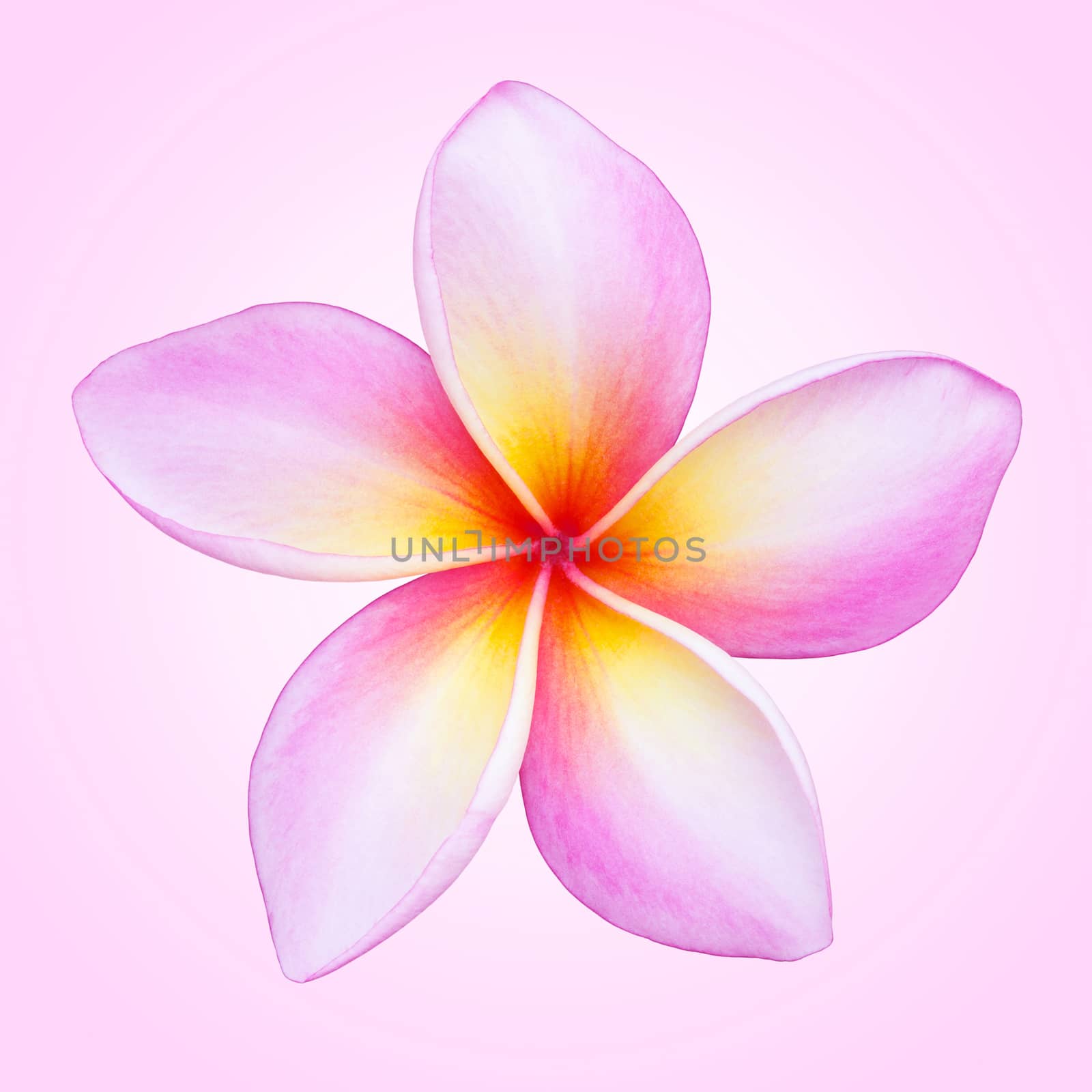 Frangipani flower