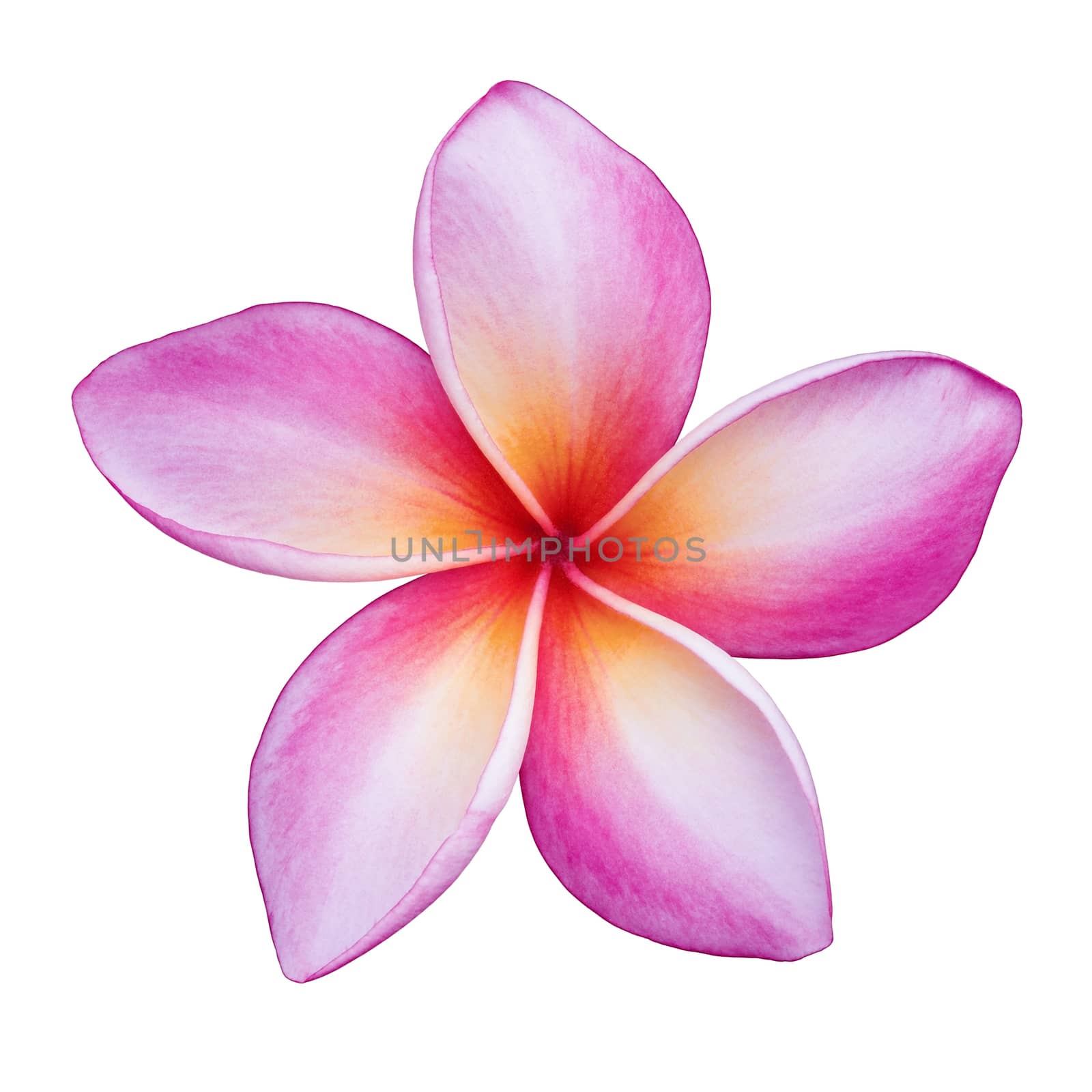 Frangipani flower