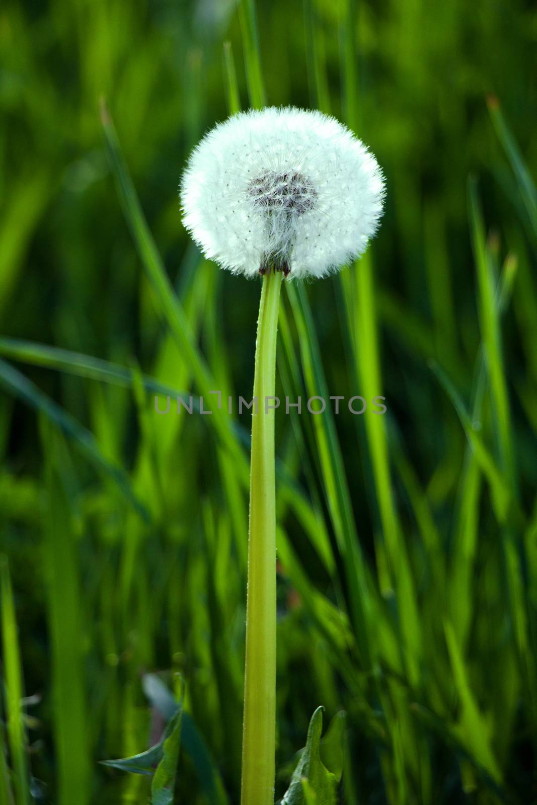 Dandelion seeds in the morning sunlight blowing away across a fresh green background by vitaliygrebenuk@gmail.com