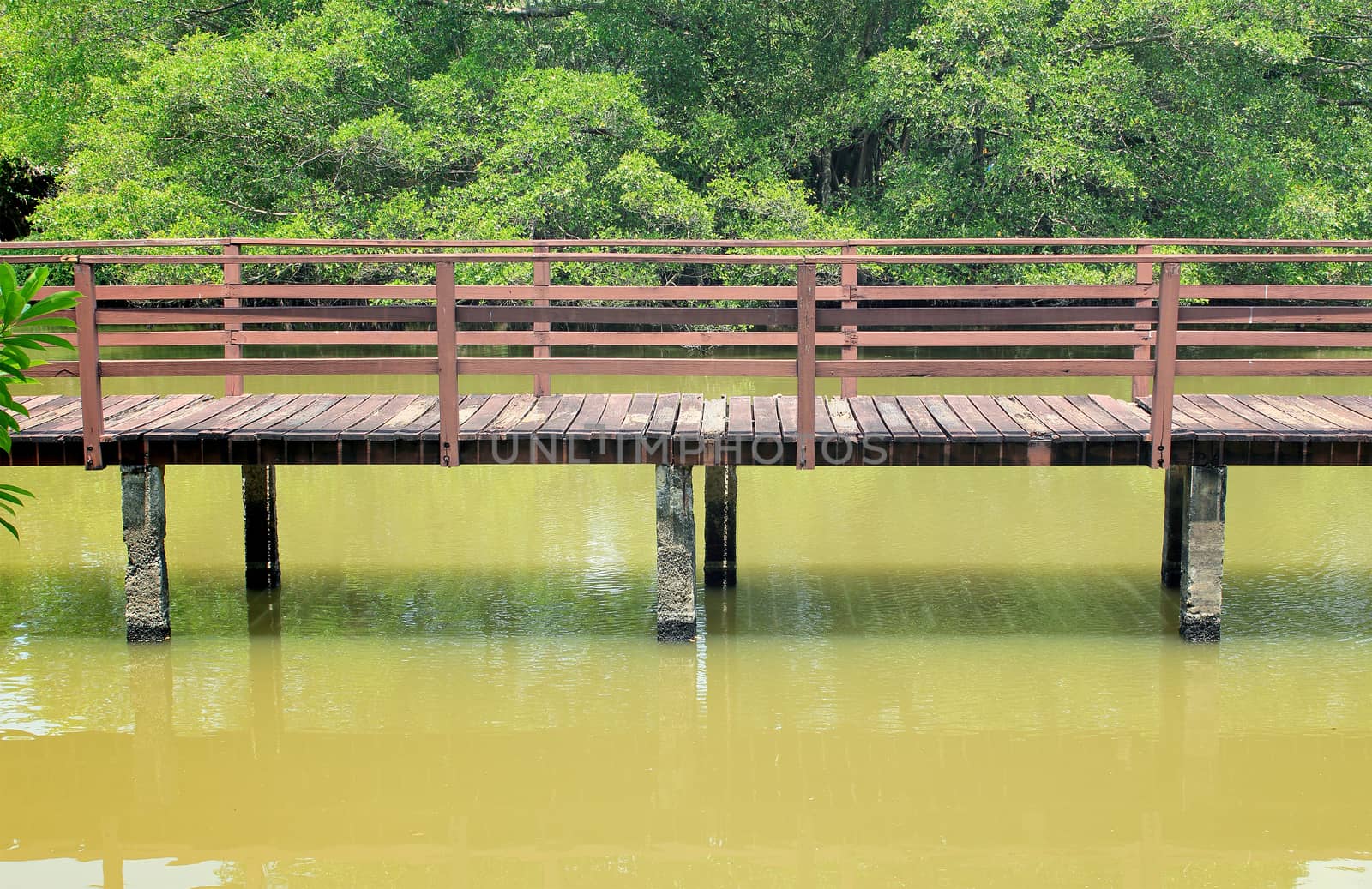 Trail for walking to learn the nature in tropical forest