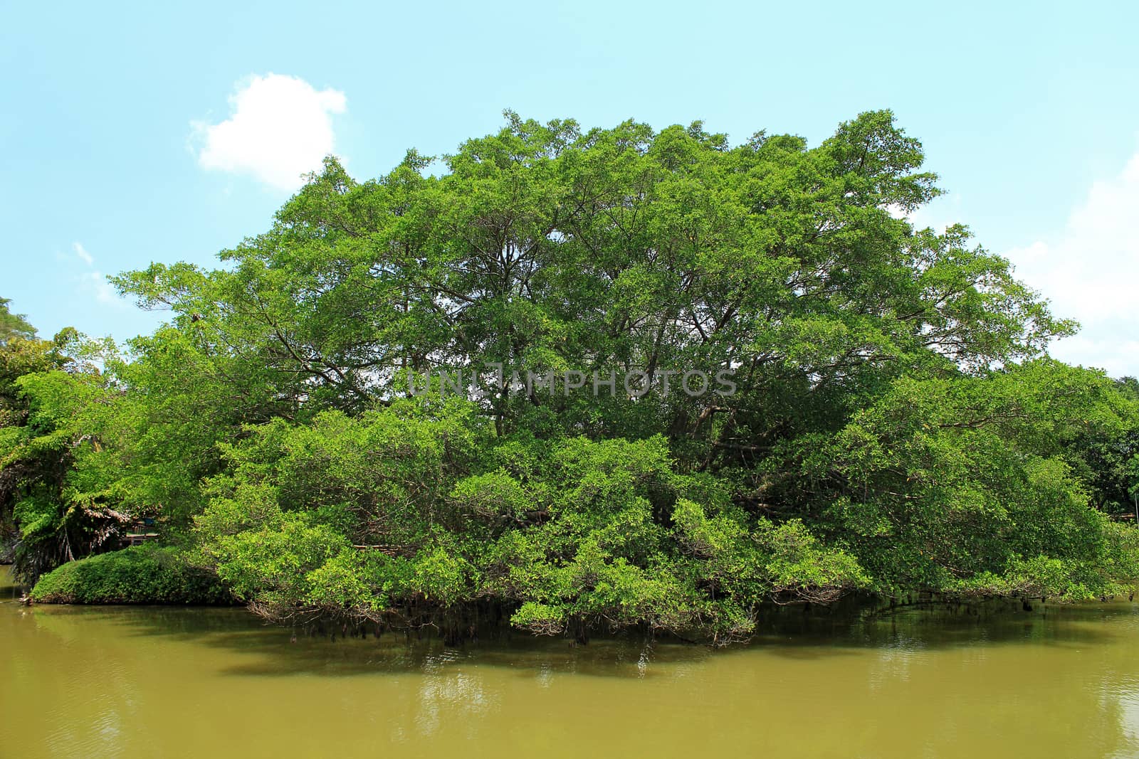 Tree on water