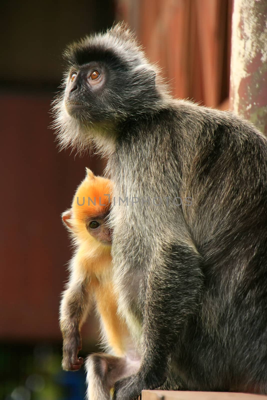 Silvered leaf monkey with a young baby, Borneo, Malaysia by donya_nedomam