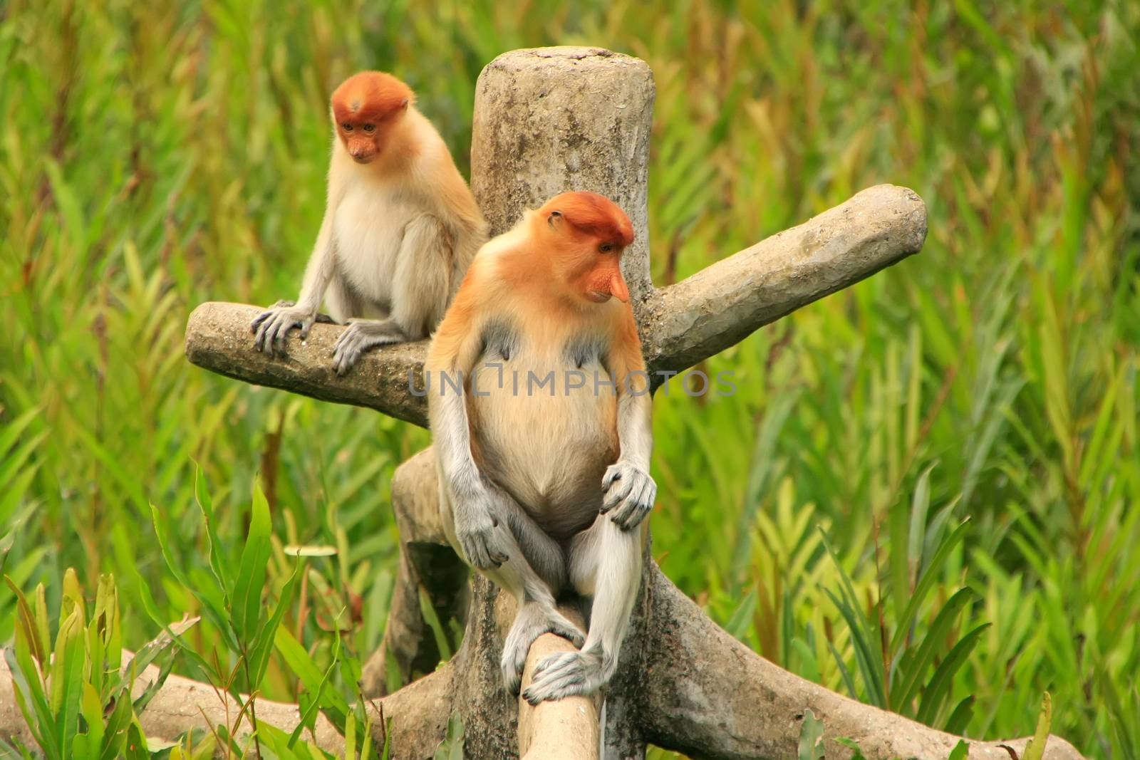 Proboscis monkeys sitting on a tree, Borneo, Malaysia