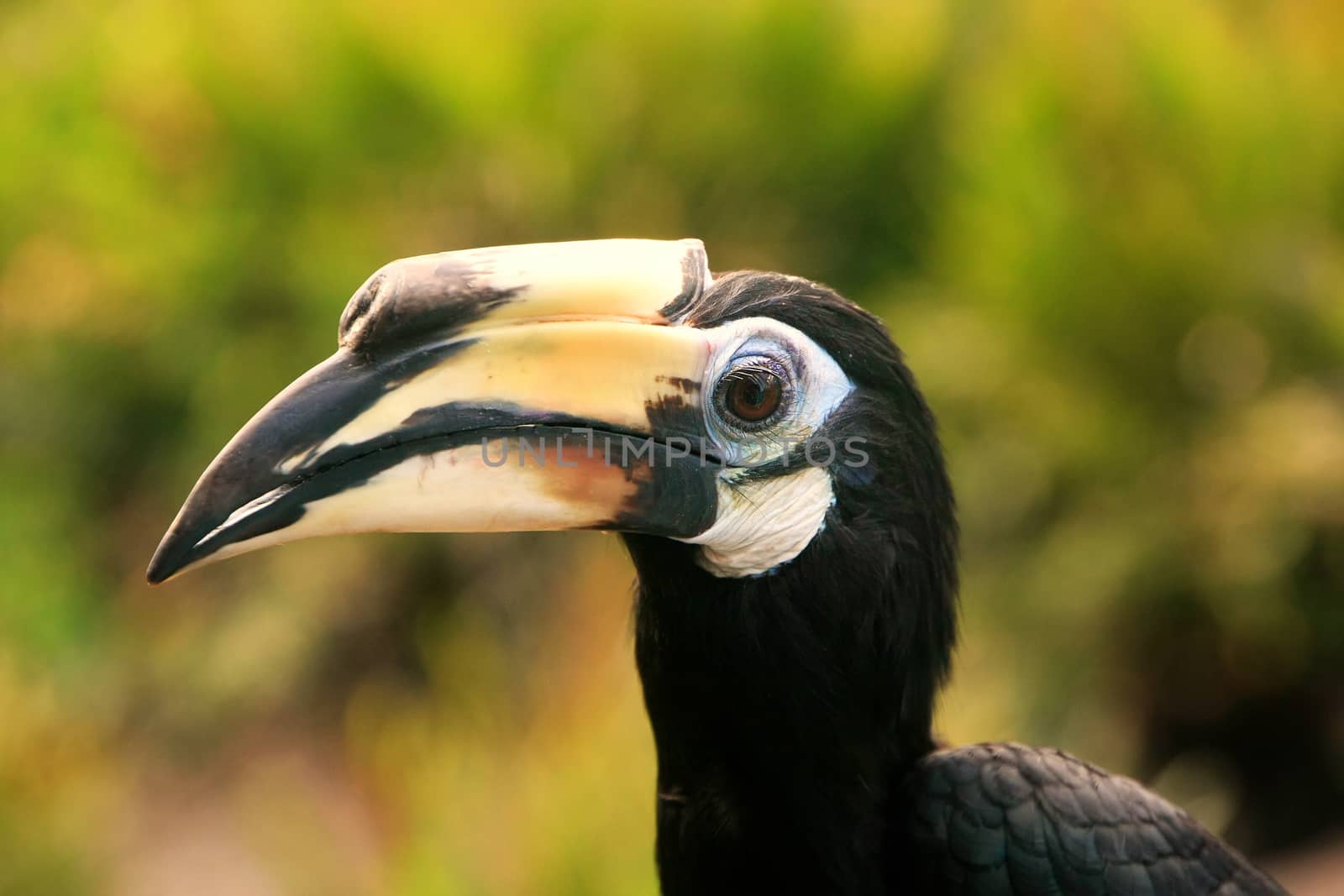 Oriental Pied Hornbill (Anthracoceros albirostris), Sepilok, Borneo, Malaysia