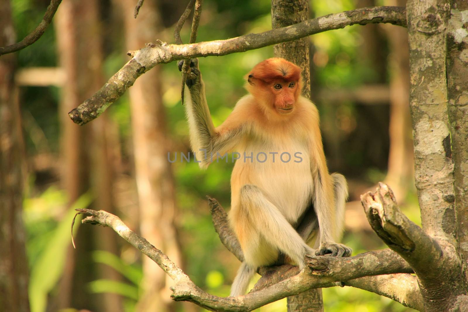 Young Proboscis monkey sitting on a tree, Borneo, Malaysia