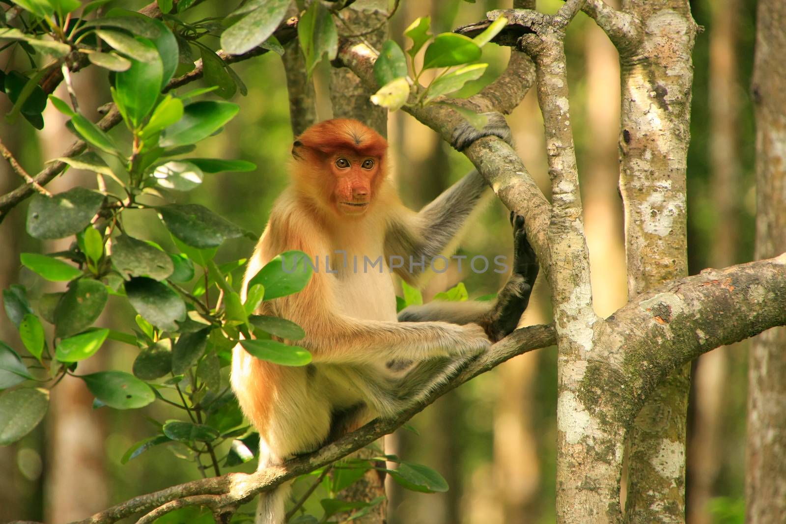 Young Proboscis monkey sitting on a tree, Borneo, Malaysia by donya_nedomam