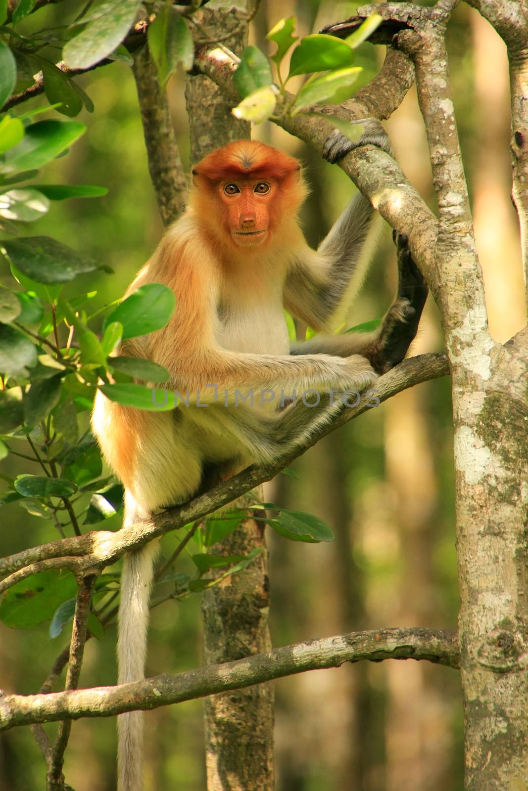 Young Proboscis monkey sitting on a tree, Borneo, Malaysia