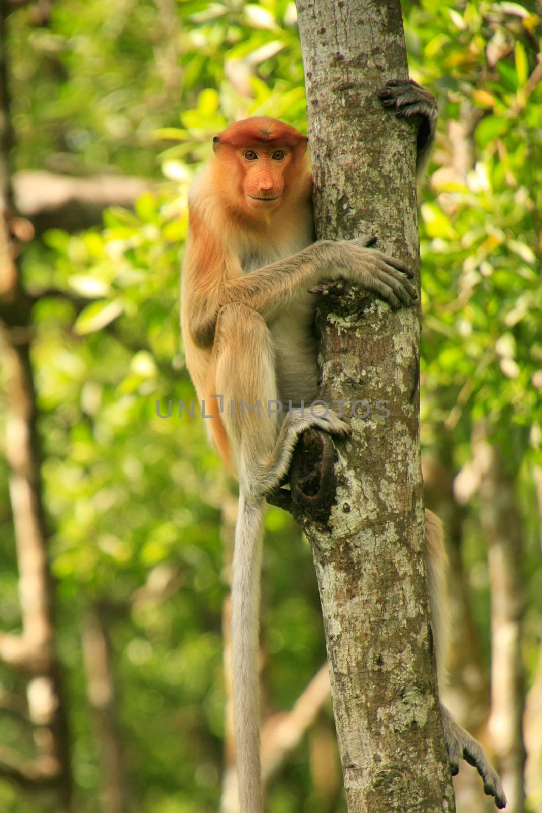 Young Proboscis monkey sitting on a tree, Borneo, Malaysia by donya_nedomam