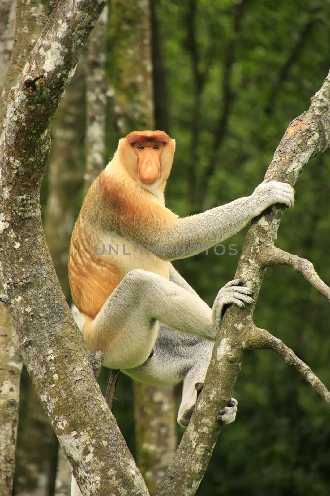 Proboscis monkey sitting on a tree, Borneo, Malaysia