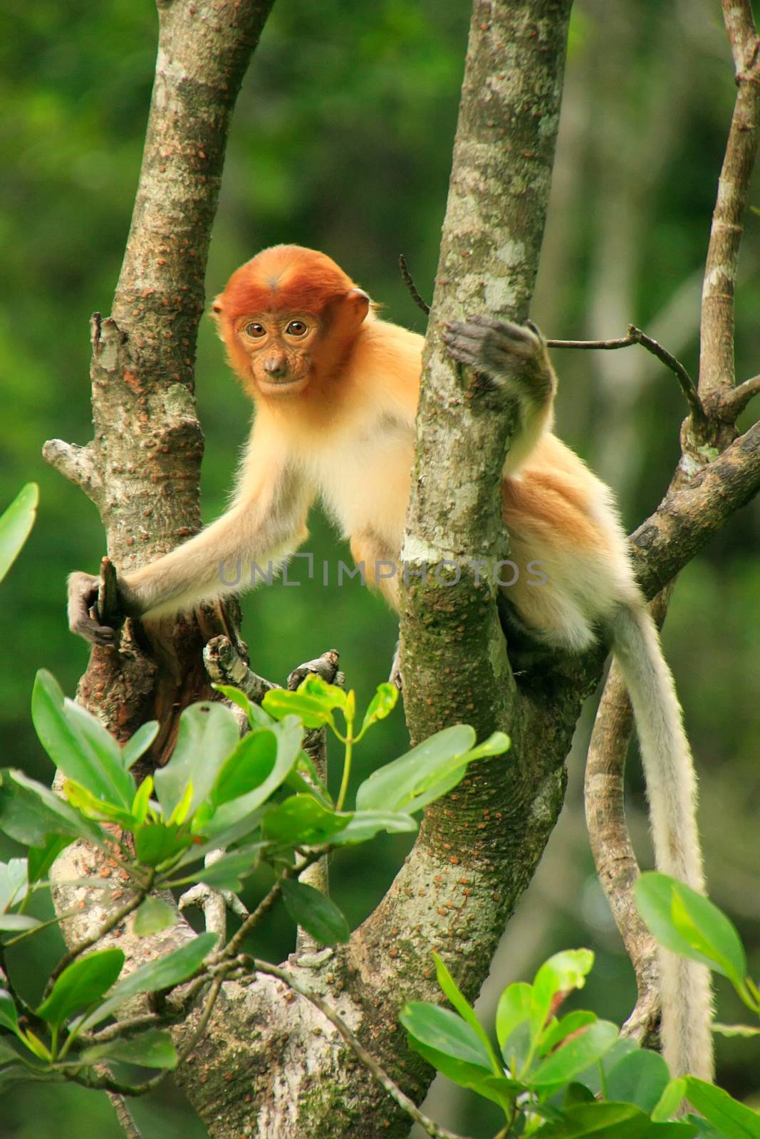 Young Proboscis monkey sitting on a tree, Borneo, Malaysia by donya_nedomam