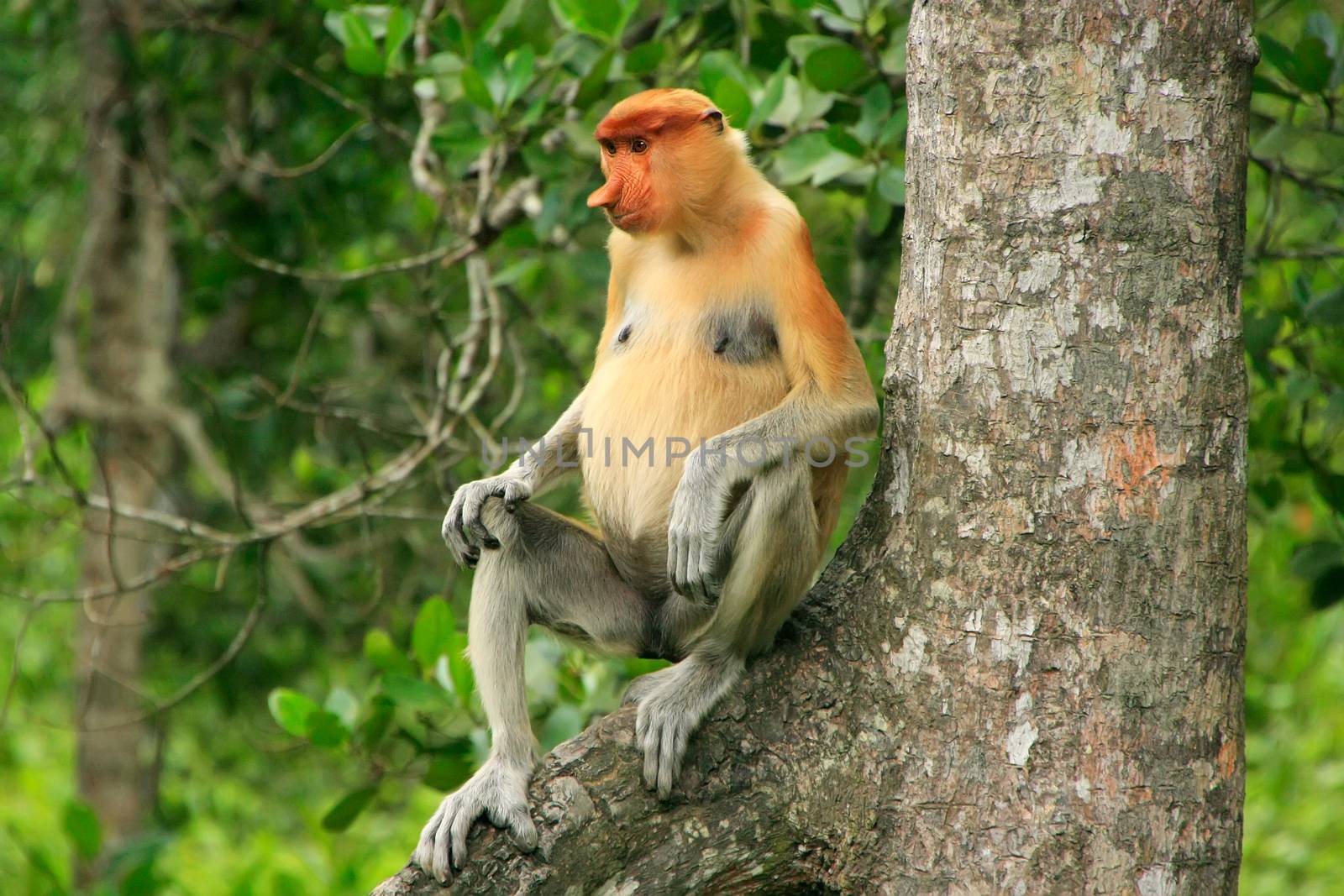 Proboscis monkey sitting on a tree, Borneo, Malaysia