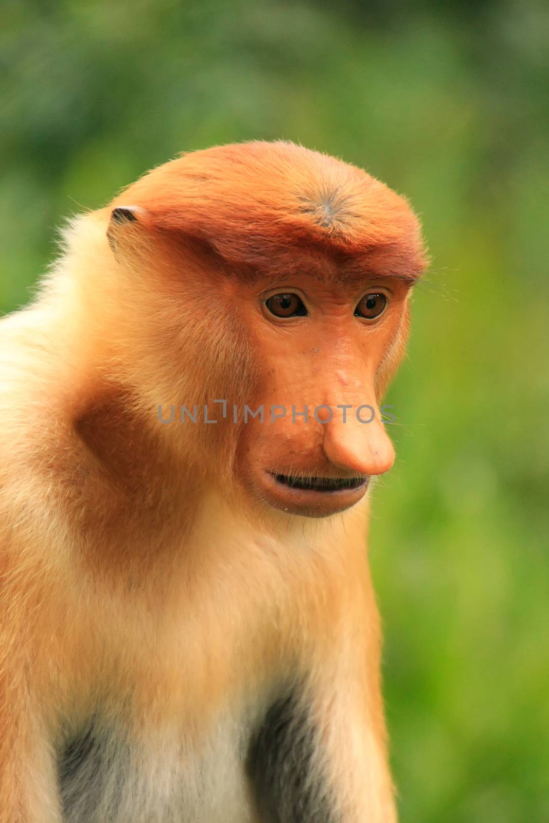 Portrait of Proboscis monkey, Borneo, Malaysia by donya_nedomam