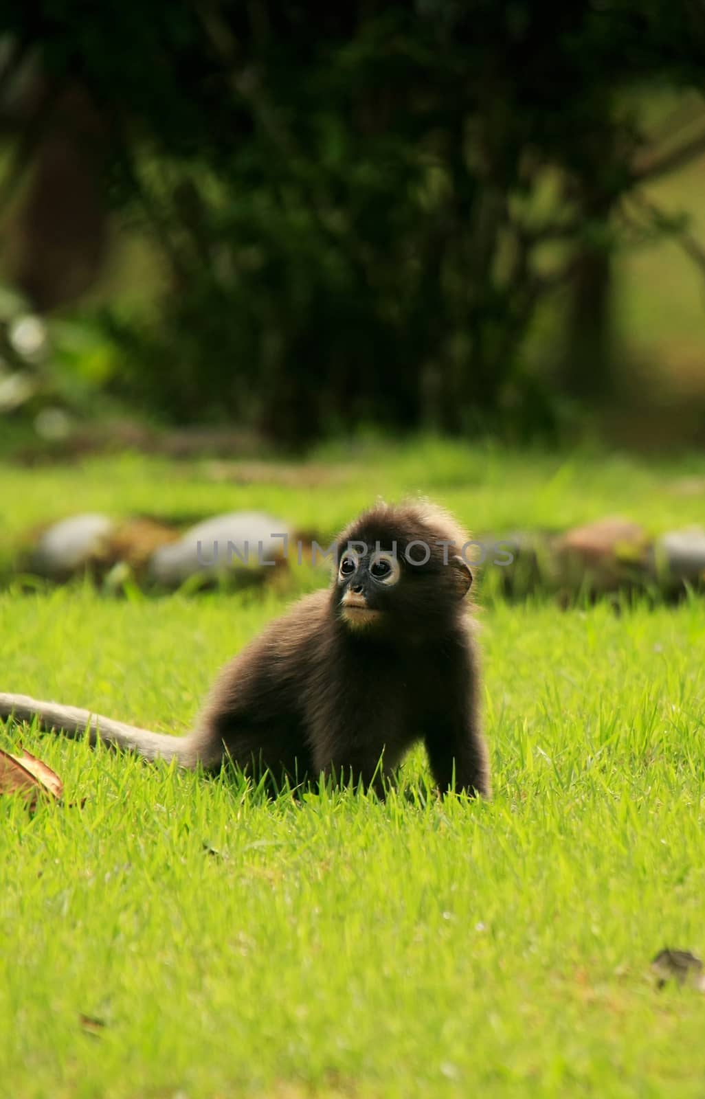 Young Spectacled langur sitting on grass, Ang Thong National Mar by donya_nedomam