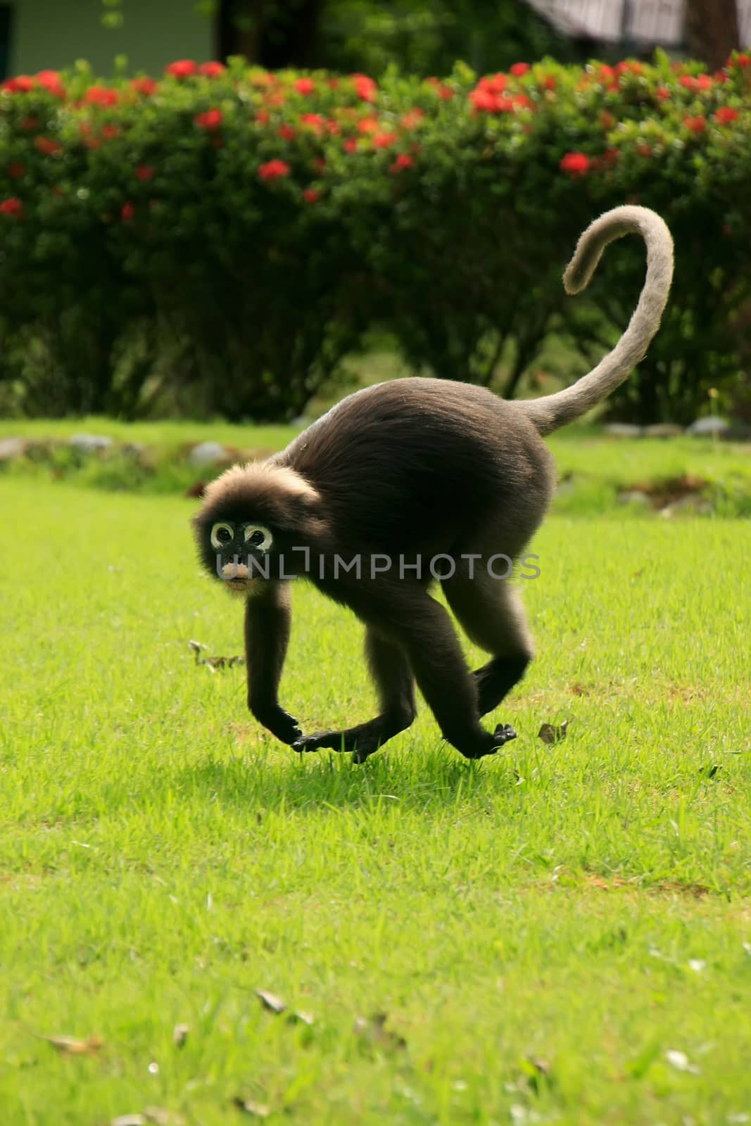 Spectacled langur running, Wua Talap island, Ang Thong National Marine Park, Thailand