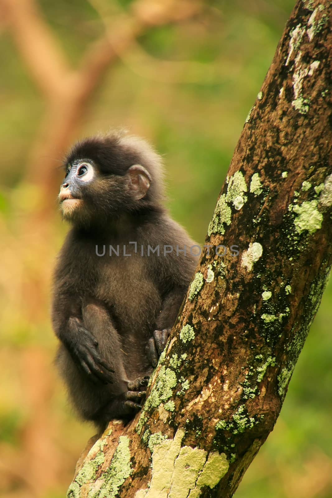 Young Spectacled langur sitting in a tree, Wua Talap island, Ang Thong National Marine Park, Thailand