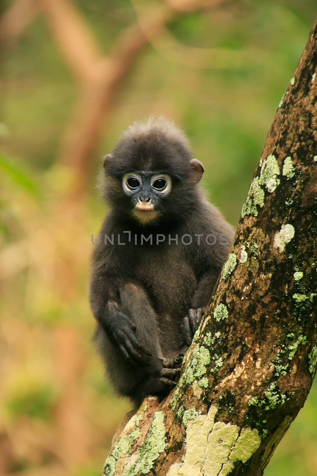 Young Spectacled langur sitting in a tree, Wua Talap island, Ang Thong National Marine Park, Thailand