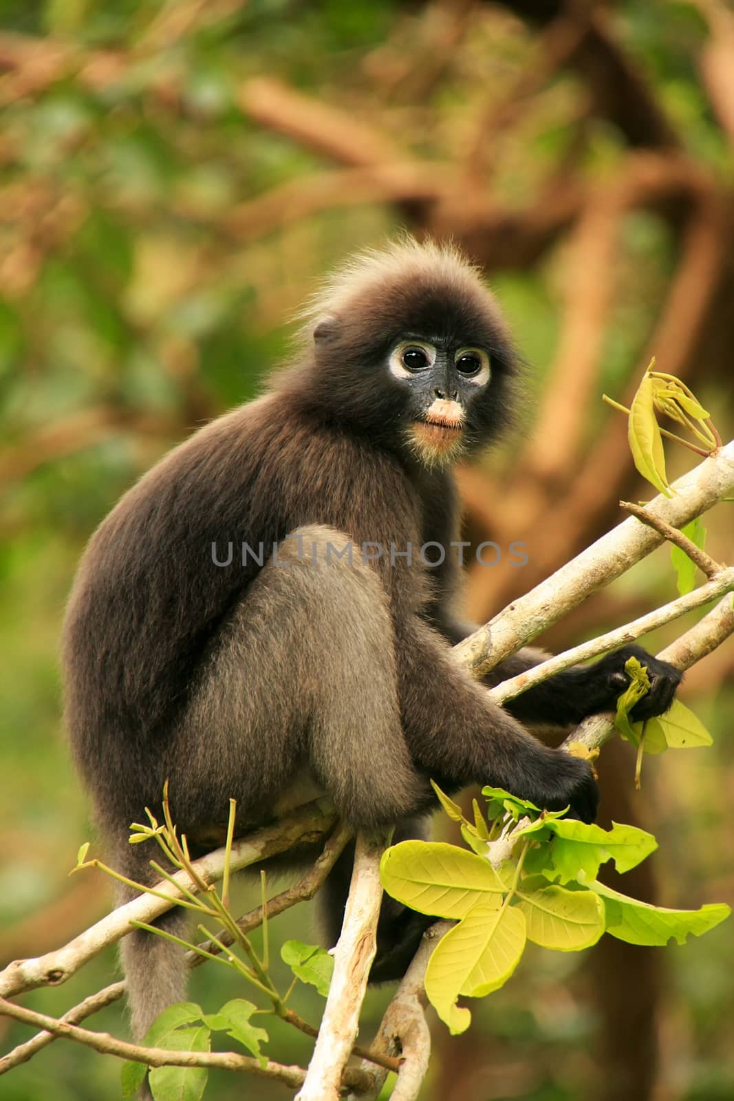 Spectacled langur sitting in a tree, Wua Talap island, Ang Thong National Marine Park, Thailand