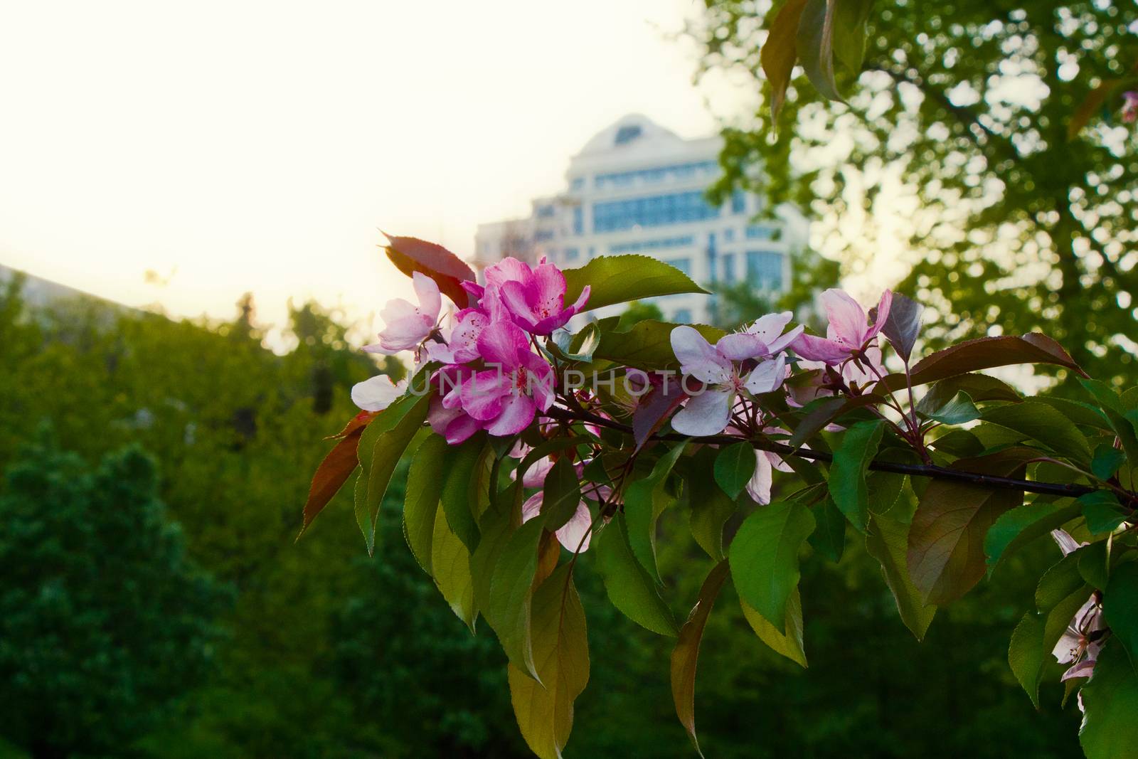 pink Blossoms flowering trees in the park by vitaliygrebenuk@gmail.com