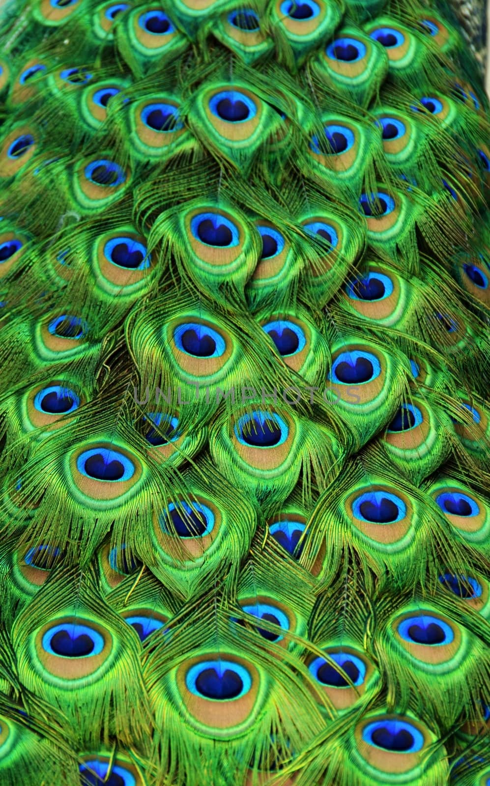 Close-up of peacock tailfeathers