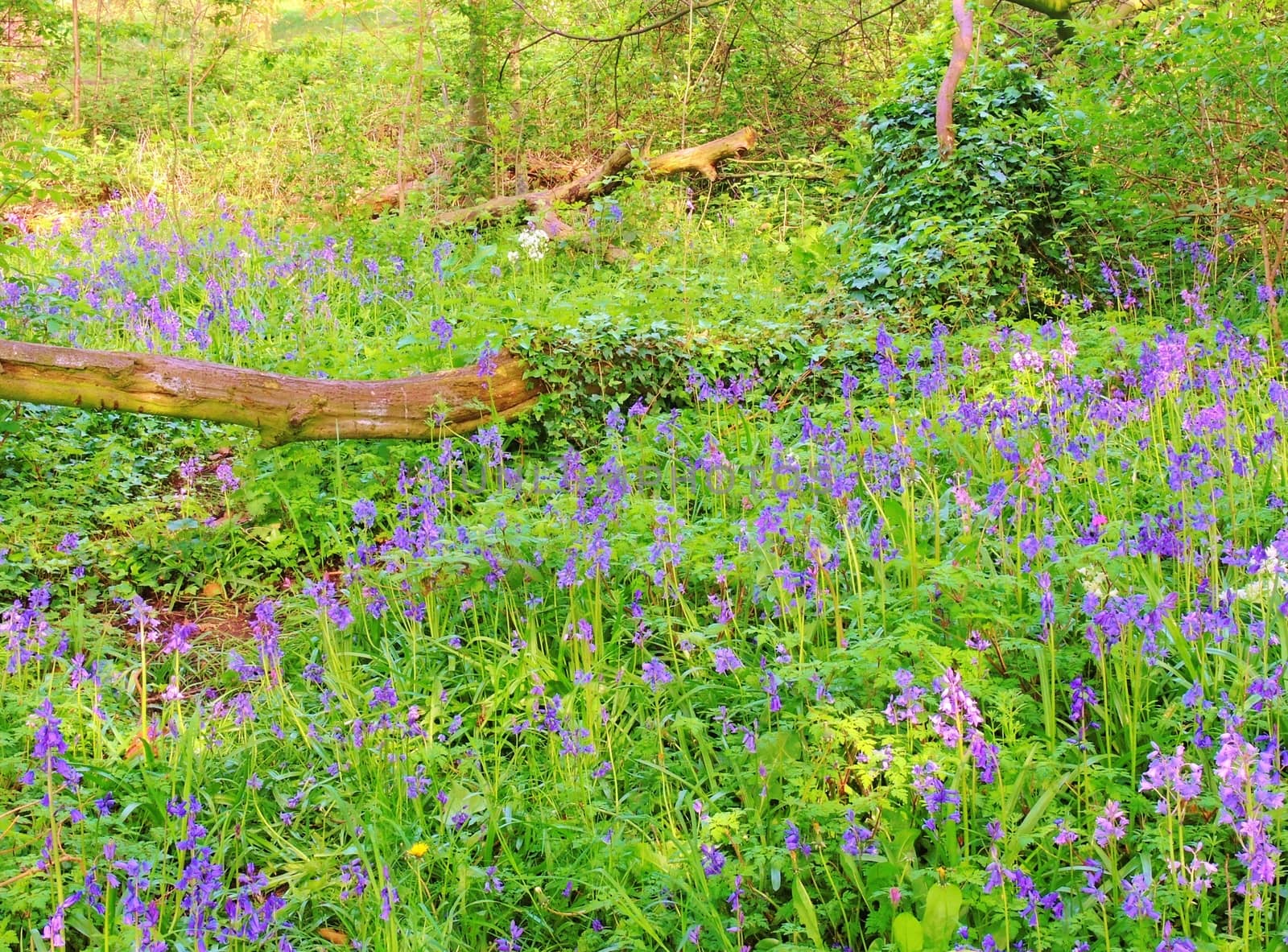 Bluebells photographed in a peaceful woodland scene.