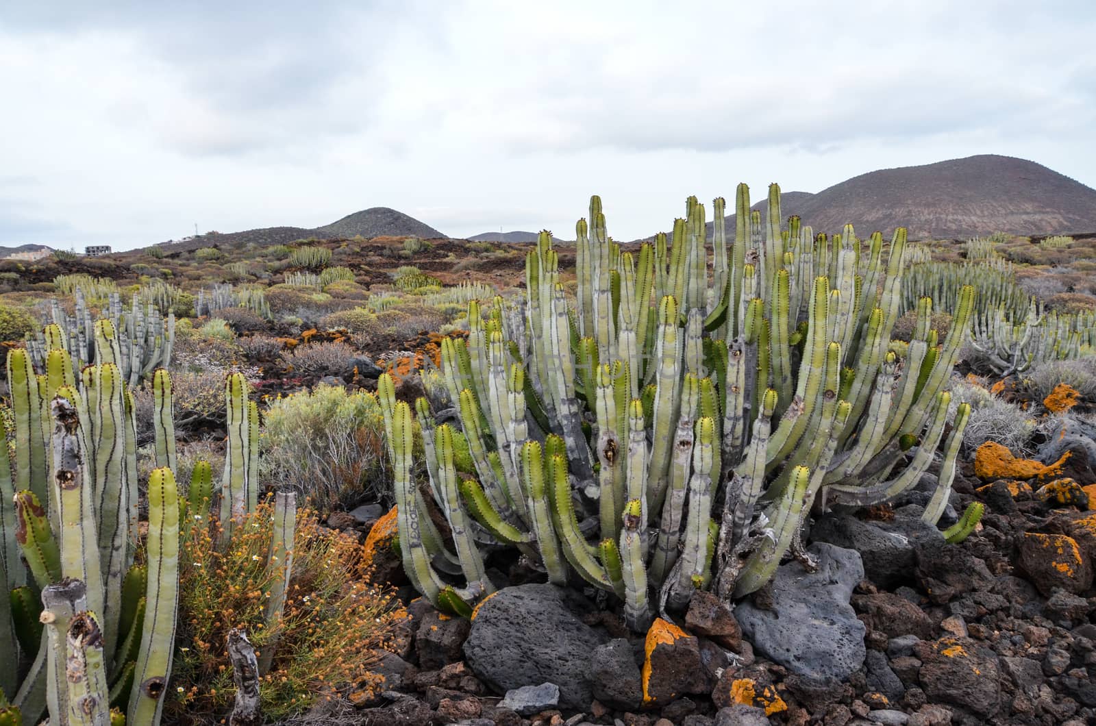 Cactus in the Desert at Sunset Tenerife South Canary Islands Spain