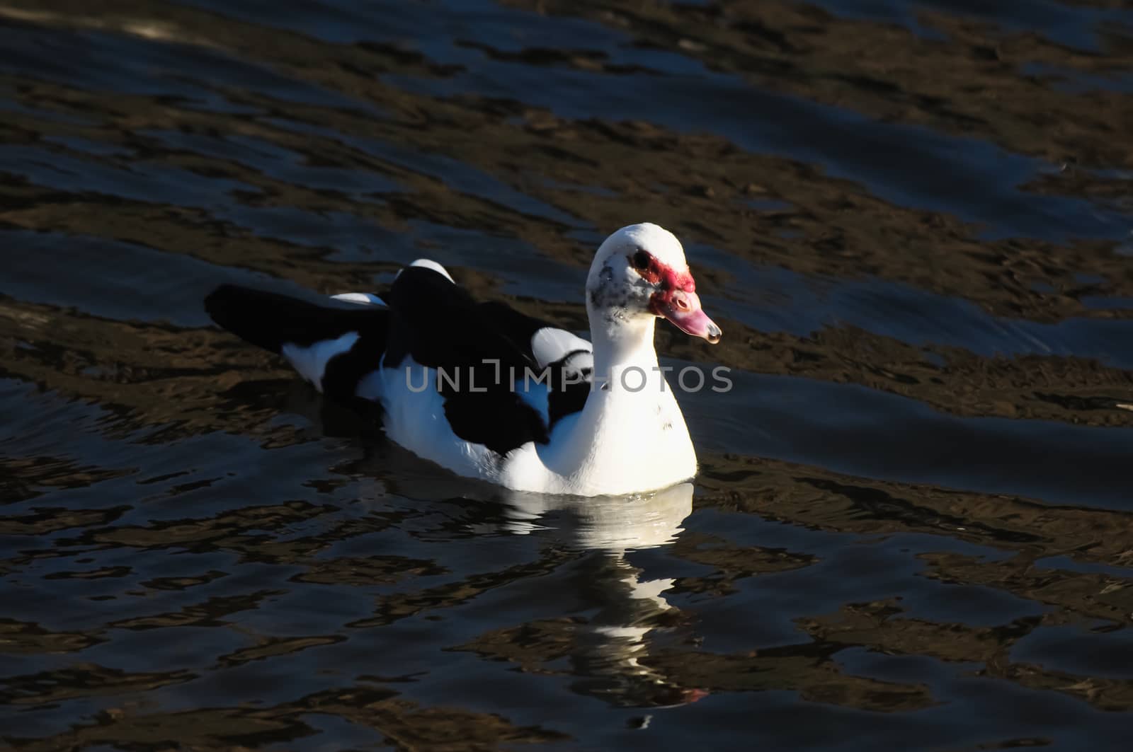 Muscovy Duck (Cairina moschata) on a Dark Black Water
