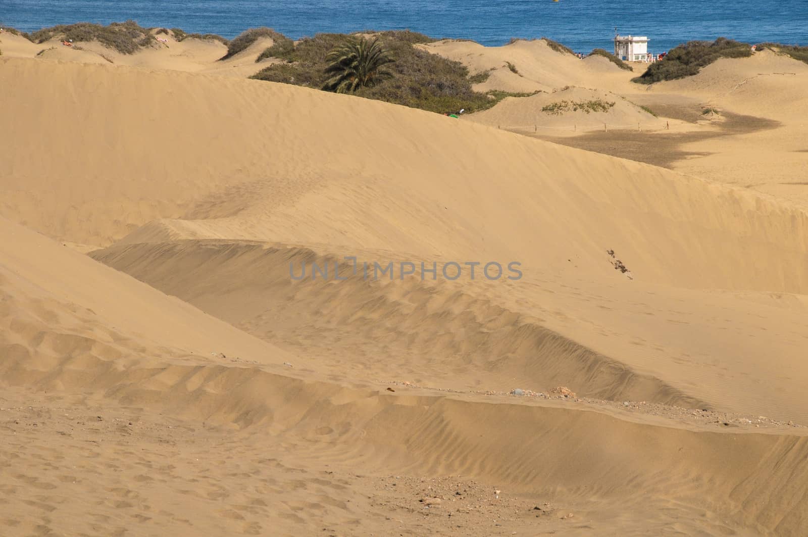 Sand Dune Desert by underworld