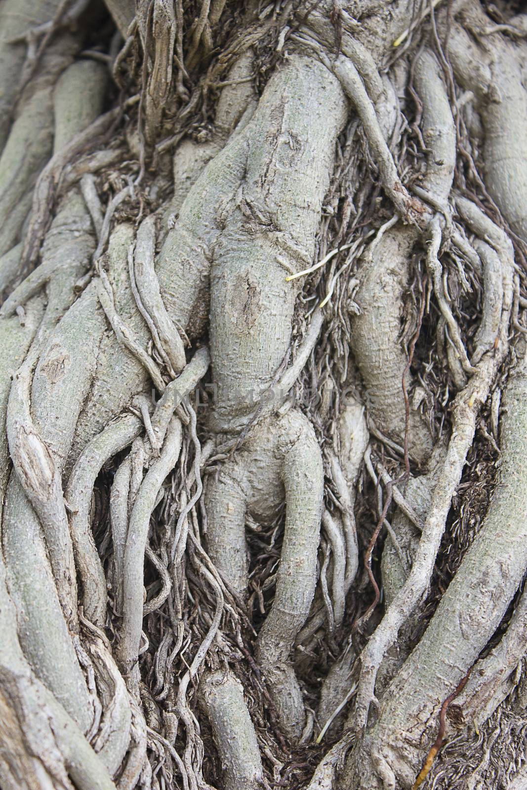 tree shape on root