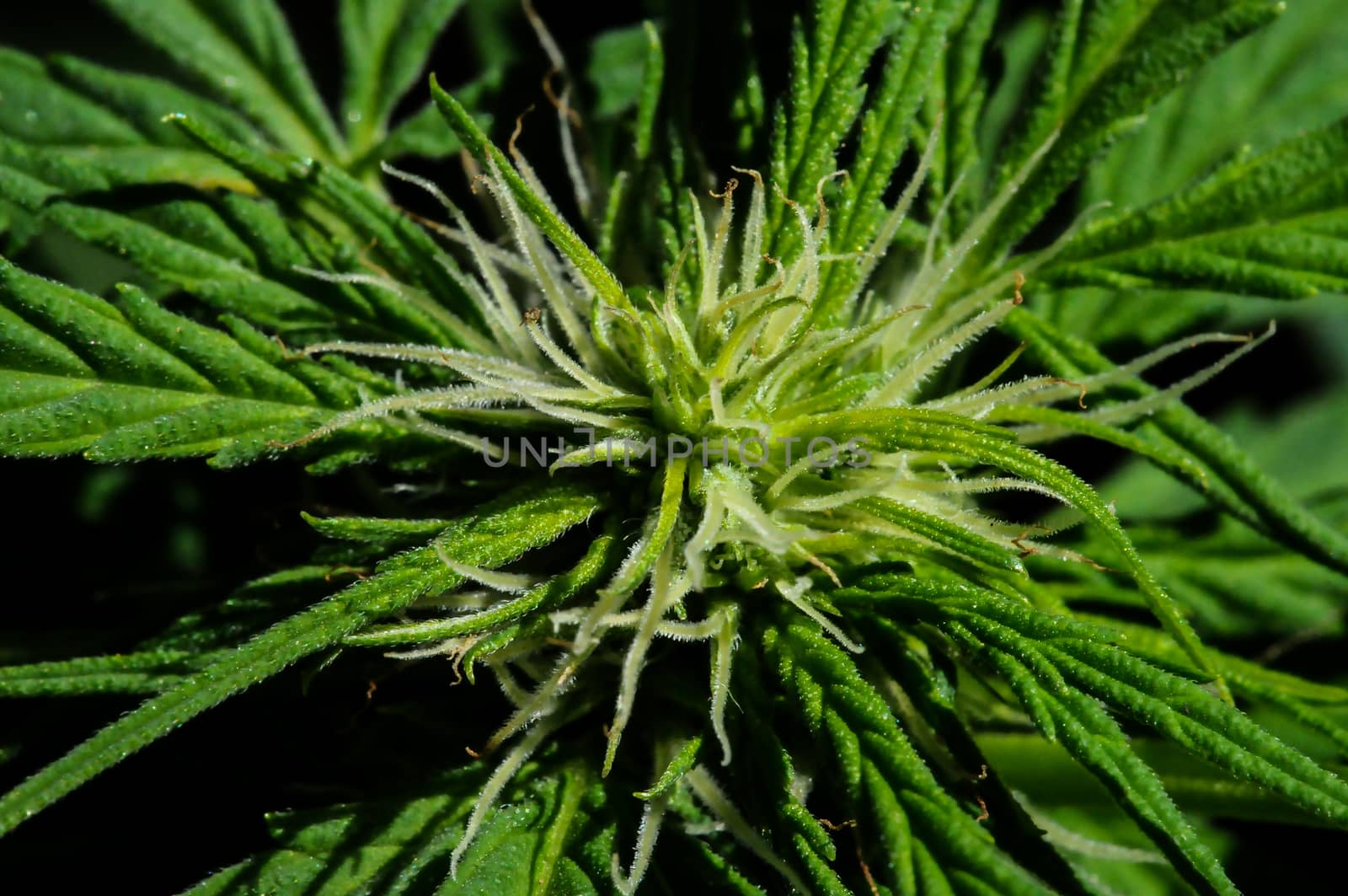 Blooming Marijuana plant with early white Flowers