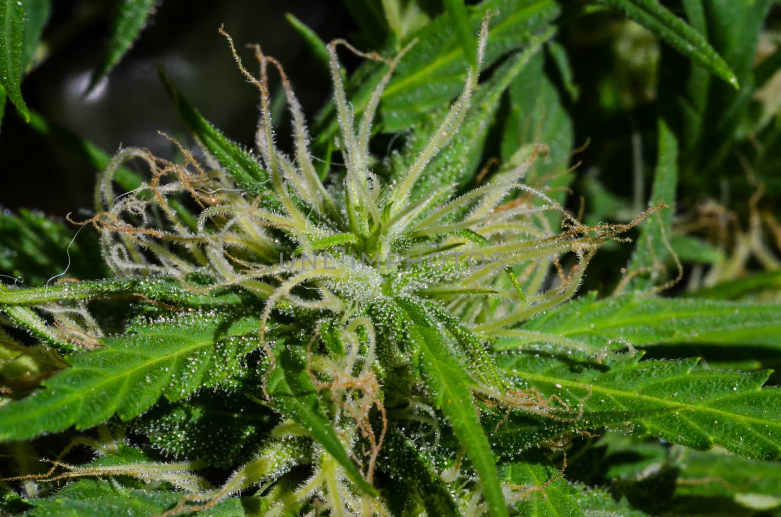 Blooming Cannabis Marijuana Green Buds ripe Flowers