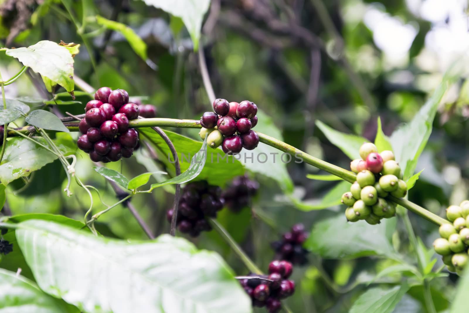 Wild Coffee Pods in Samosir Island. Lake Toba, North Sumatra, Indonesia.