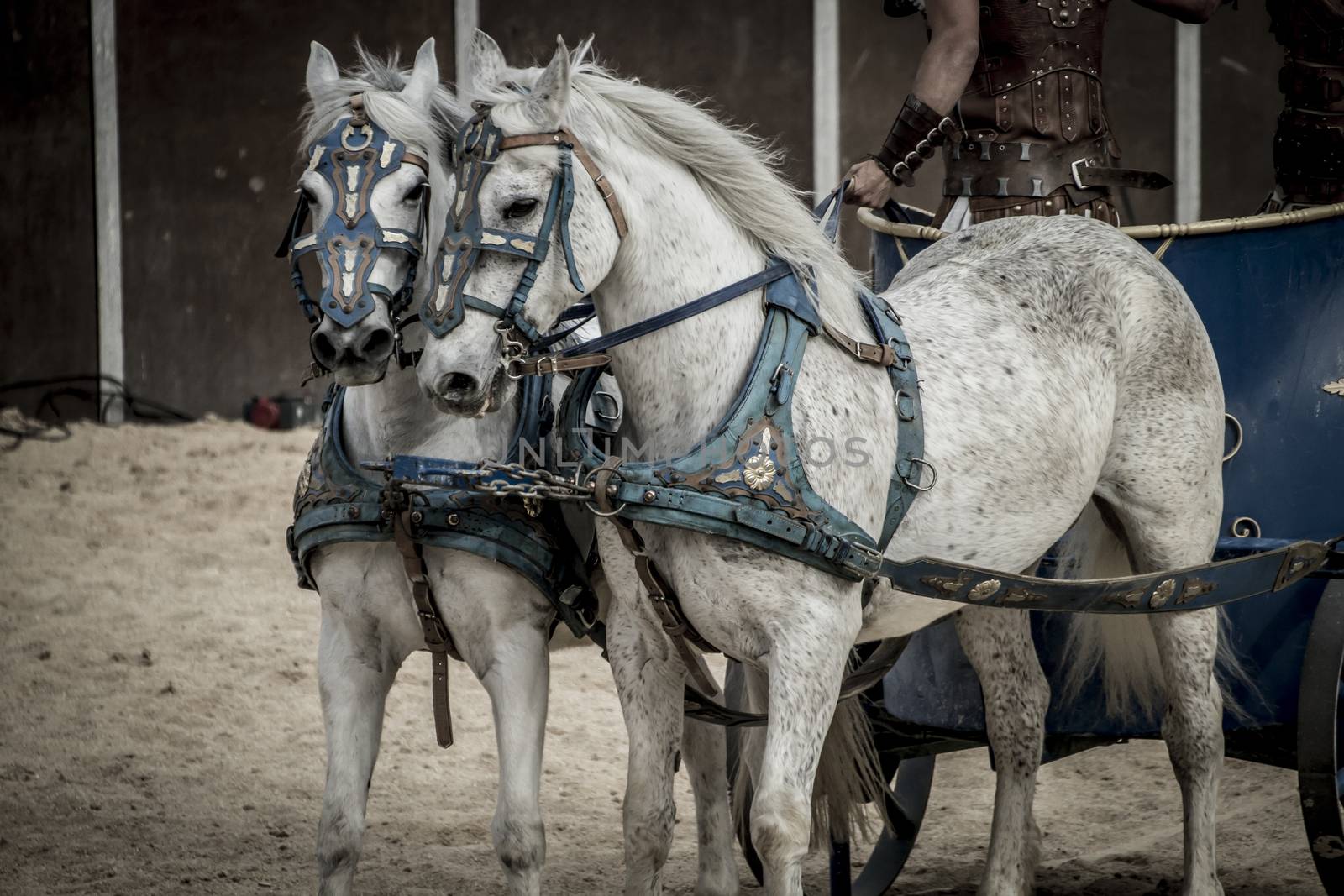 Beautiful horses, Roman chariot in a fight of gladiators, bloody circus